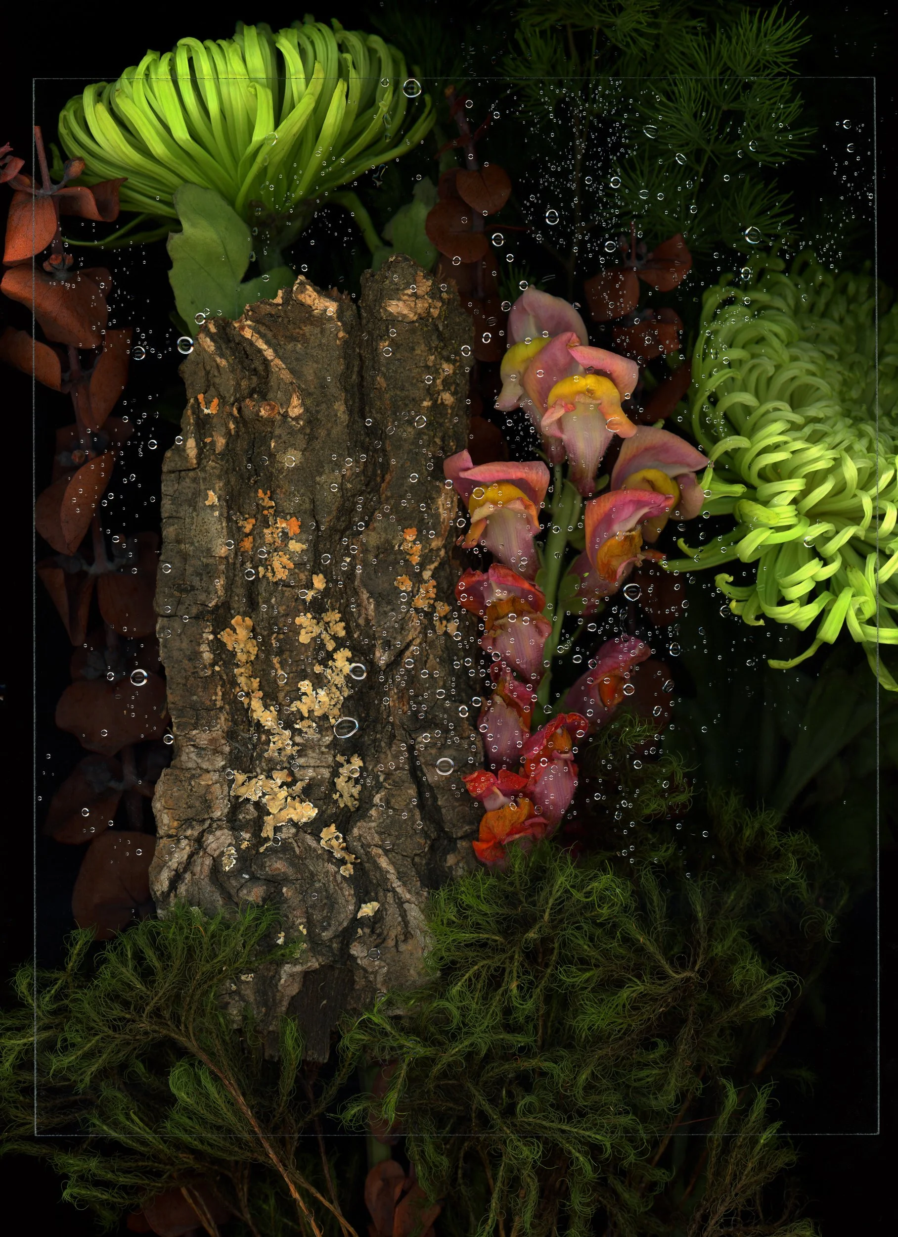 A decorative arrangement of various plants and flowers including a piece of bark, green spider chrysanthemums, pink and orange orchids, brown and green foliage, and moss, with water droplets on the surface. This image showcases botanicals using the s