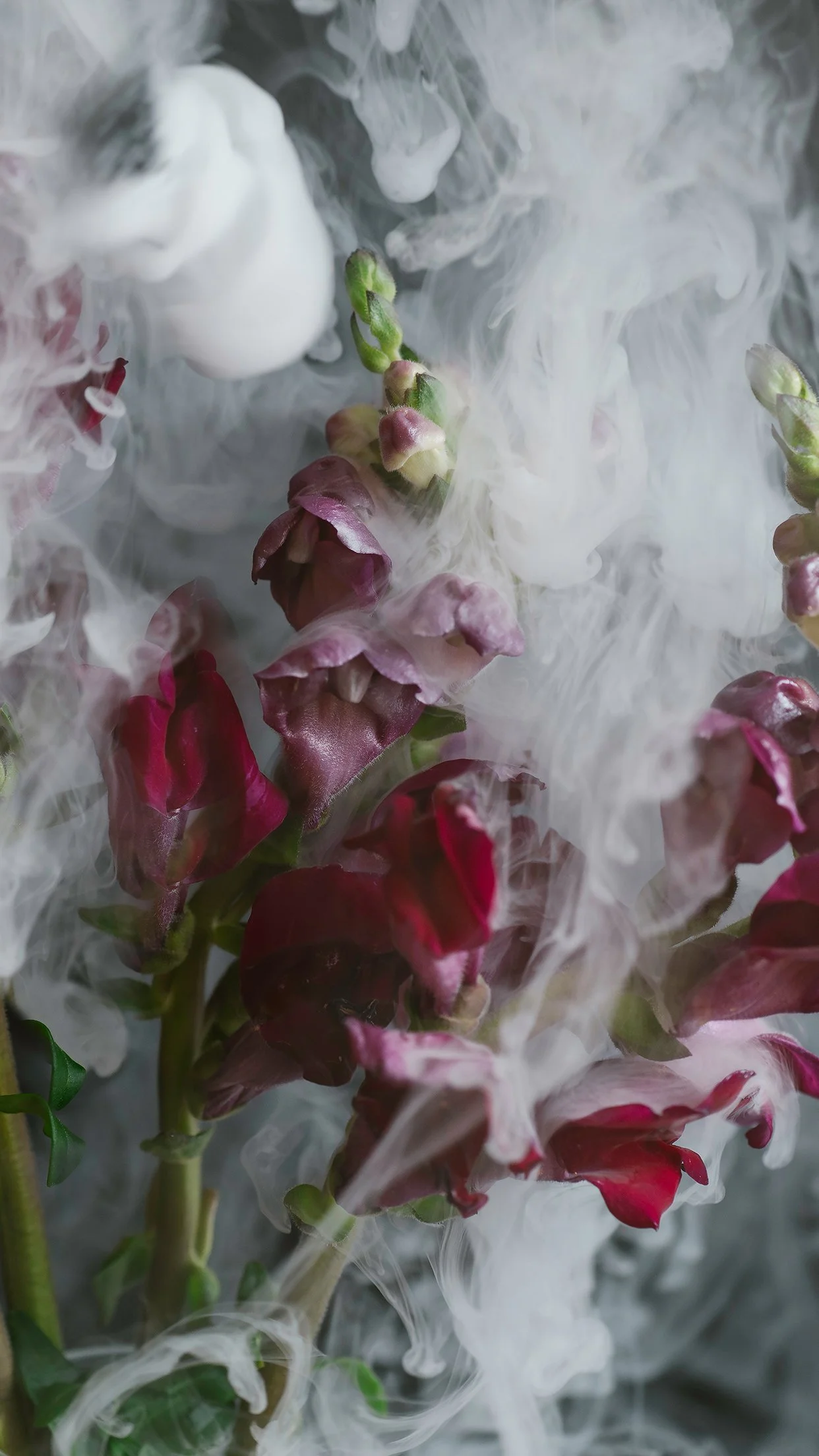 haley_nelson_plzdontstealmyshit-floral-smoke-7.jpg