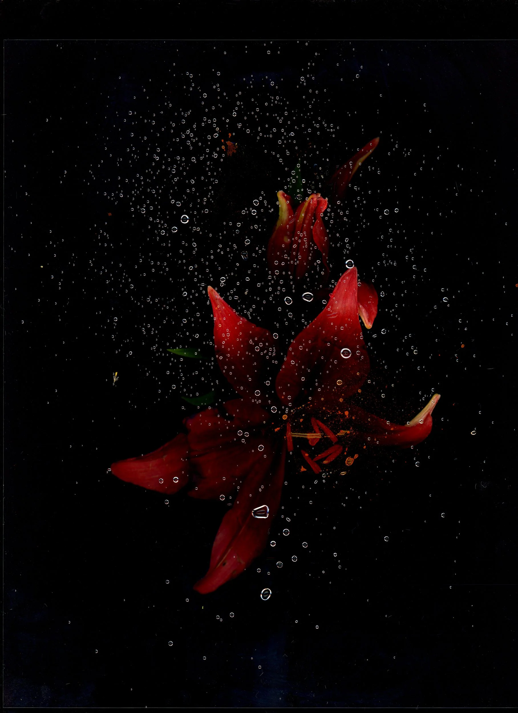 HN-RadScanz-PlzDontStealMyShit-BTS-NovemberFlowers_Day2_Scans2_Lily_-3.jpg