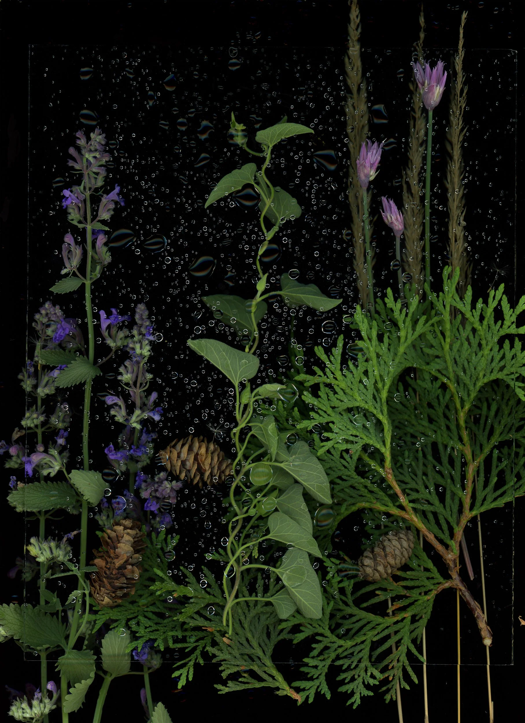 Various green plants, purple flowers, pinecones, and raindrops on a dark background. This image showcases botanicals using scanography. 