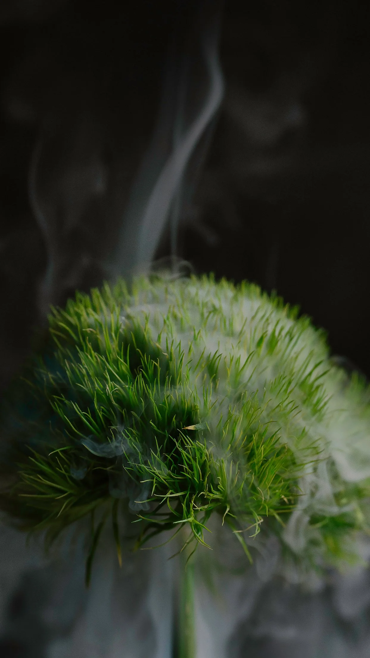 haley_nelson_plzdontstealmyshit-floral-smoke-20.jpg