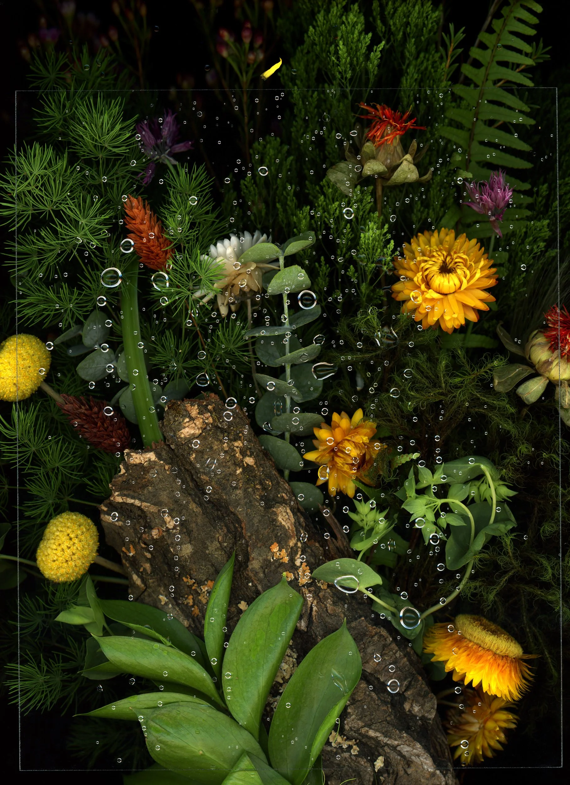 Various colorful flowers, green foliage, and a piece of bark with water droplets on a dark background. This image showcases botanicals using the scanography technique.