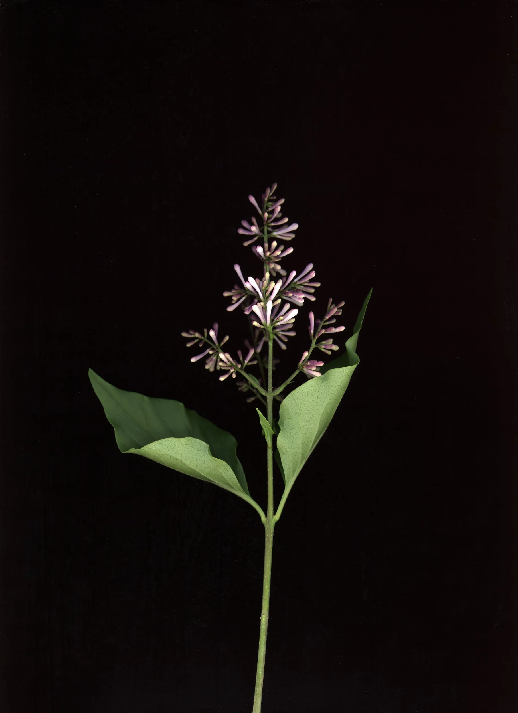 A botanical illustration of a plant with green leaves and small purple and white flowers against a black background. This image showcases botanicals using scanography. 