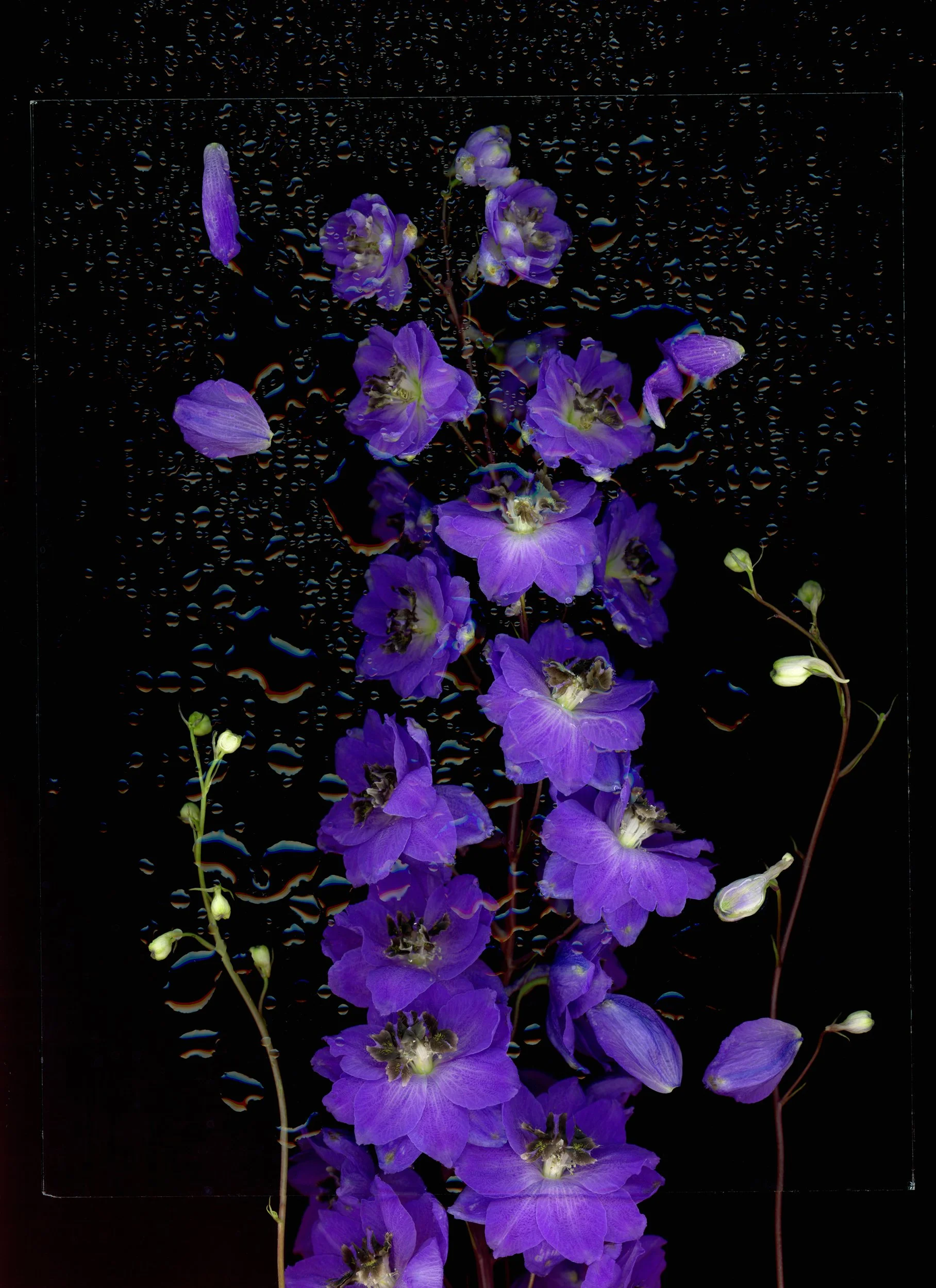 Delphinium3.jpg
