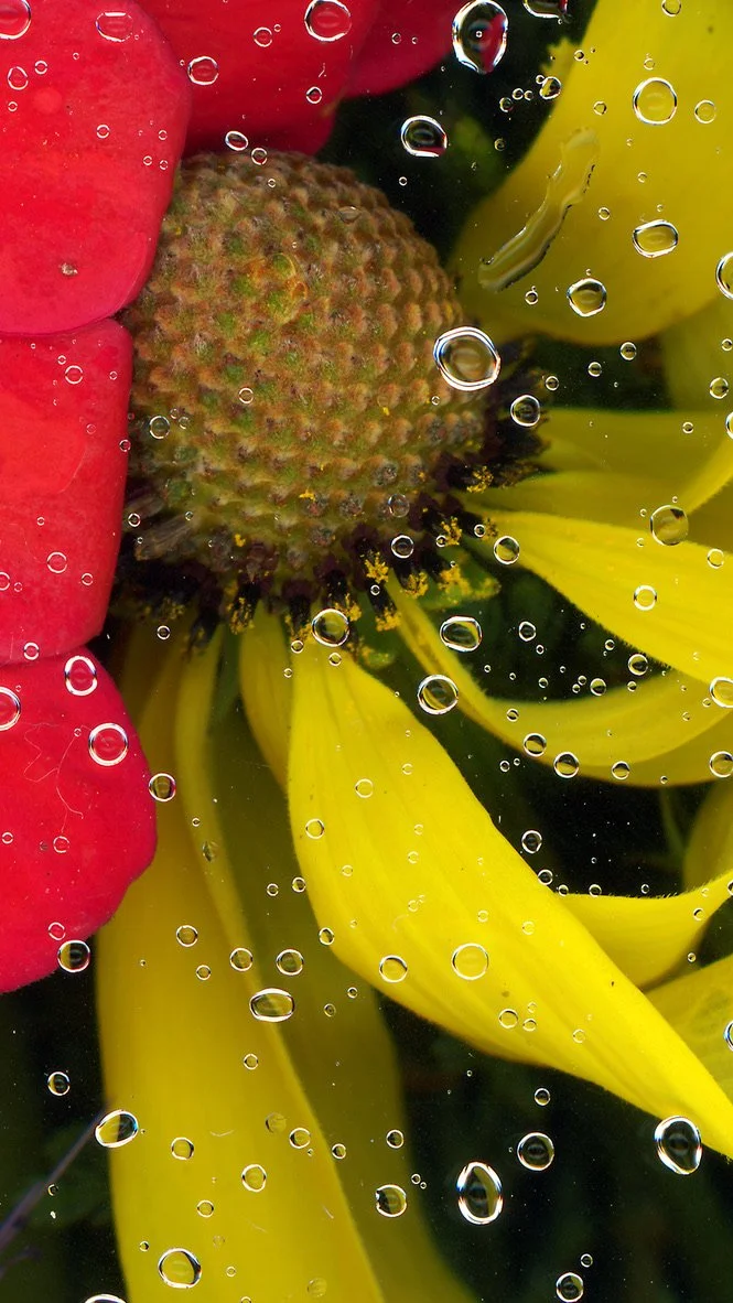 Close-up of a black-eye'd susan and other flowers with bubbles, including a red flower and a yellow sunflower petals. This image showcases botanicals using the scanography technique.