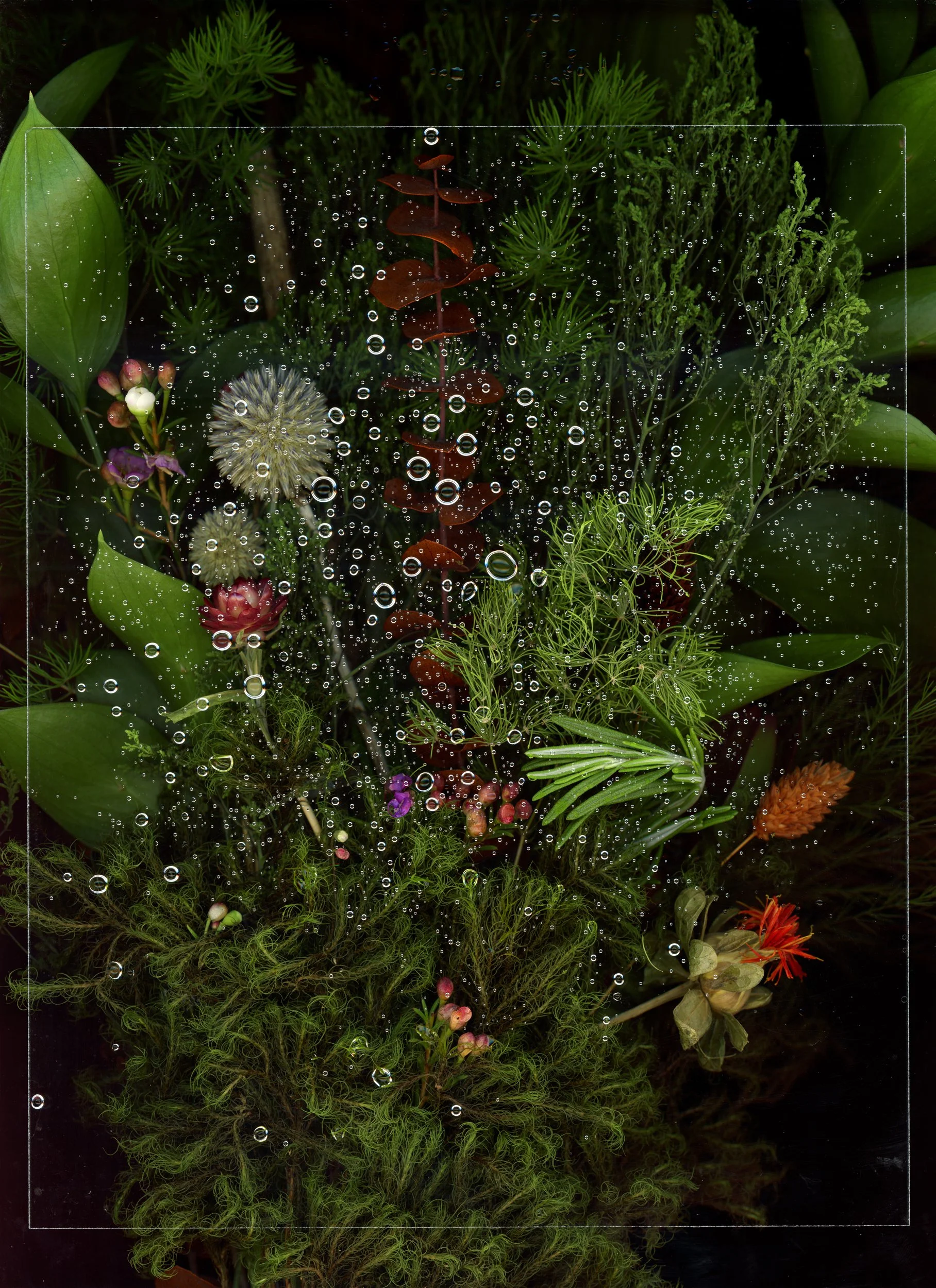 A lush assortment of green plants and small colorful flowers viewed through a glass surface with water droplets. This image showcases botanicals using scanography. 