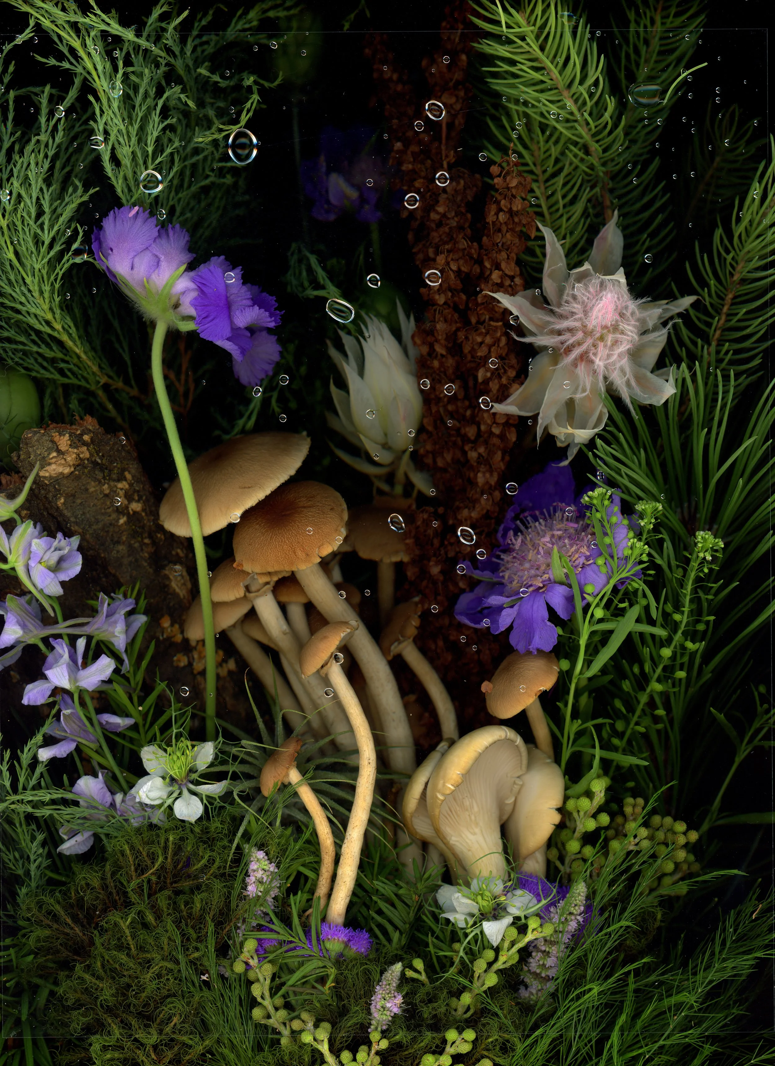 A collection of wild mushrooms, purple and white flowers, and green foliage with small air bubbles and water droplets. Captured using scanography. 