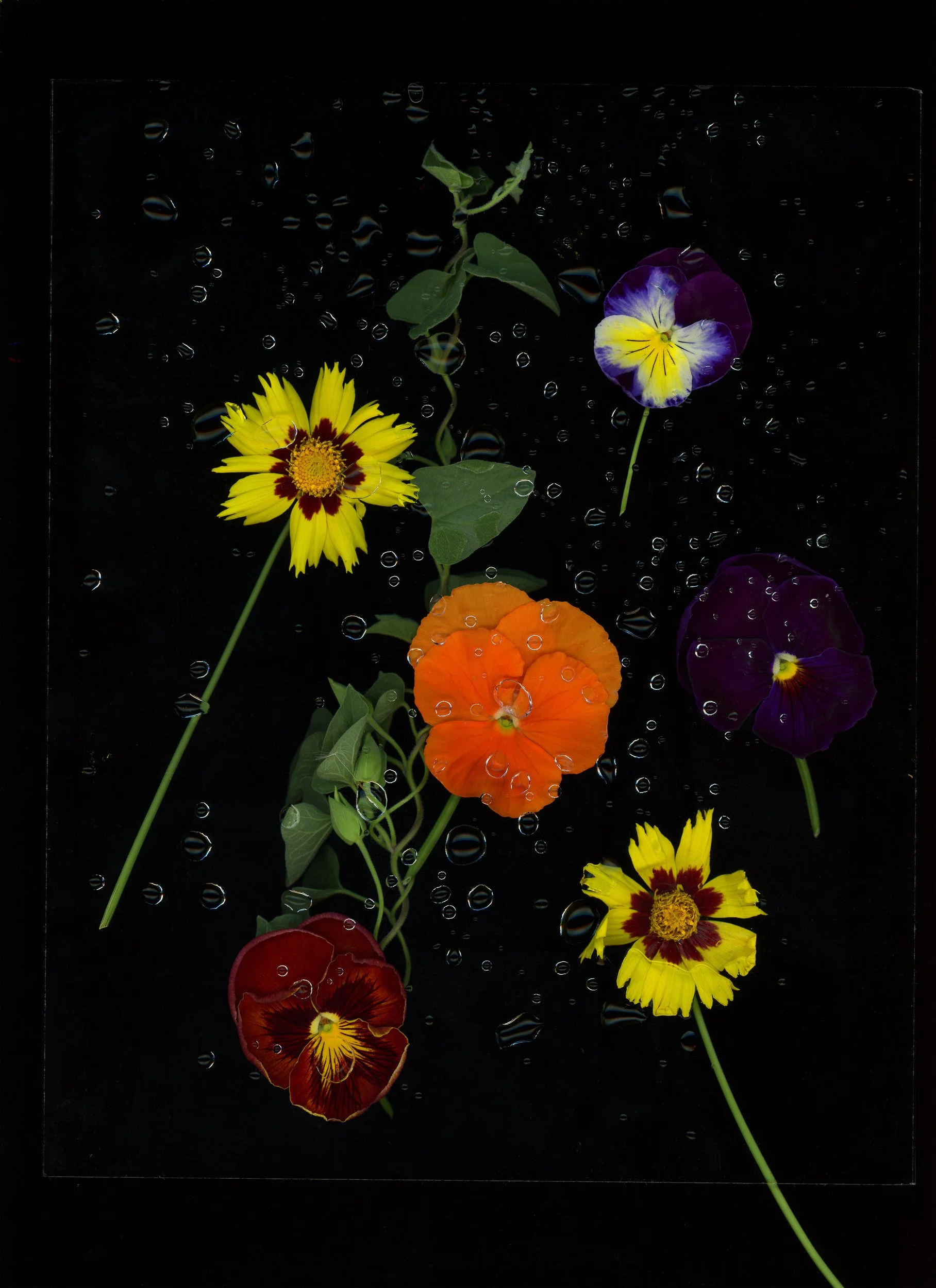 This image showcases botanicals using scanography. 