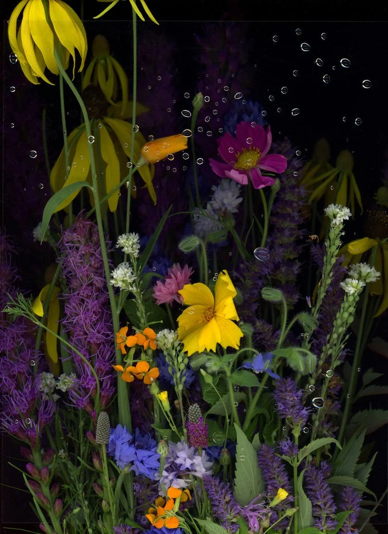 Wildflowers with a black background showcasing movement of the flowers. This image showcases botanicals using the scanography technique.
