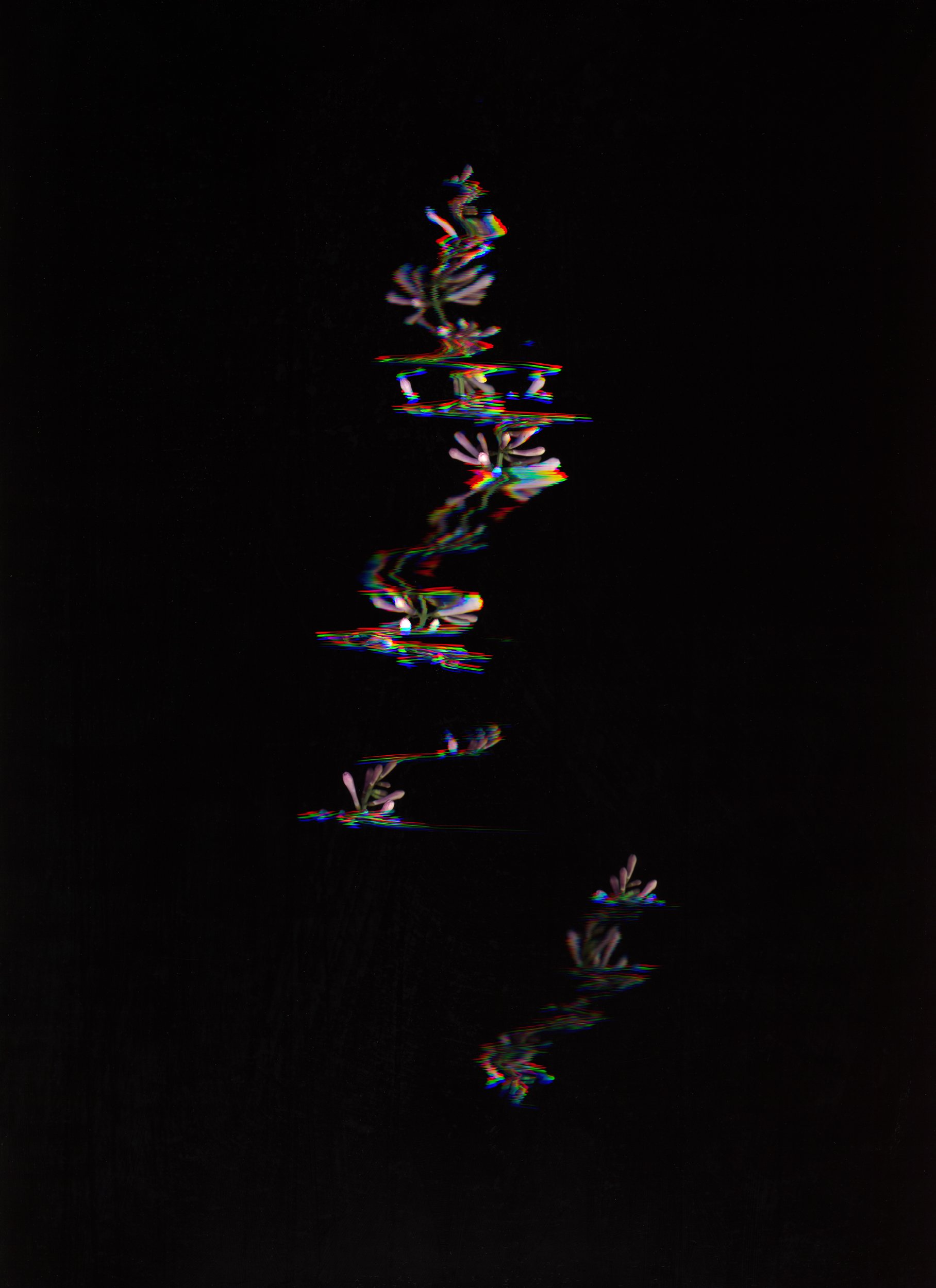Distorted reflection of a plant with pink and green leaves on a black surface, creating a glitch effect. This image showcases botanicals using scanography. 