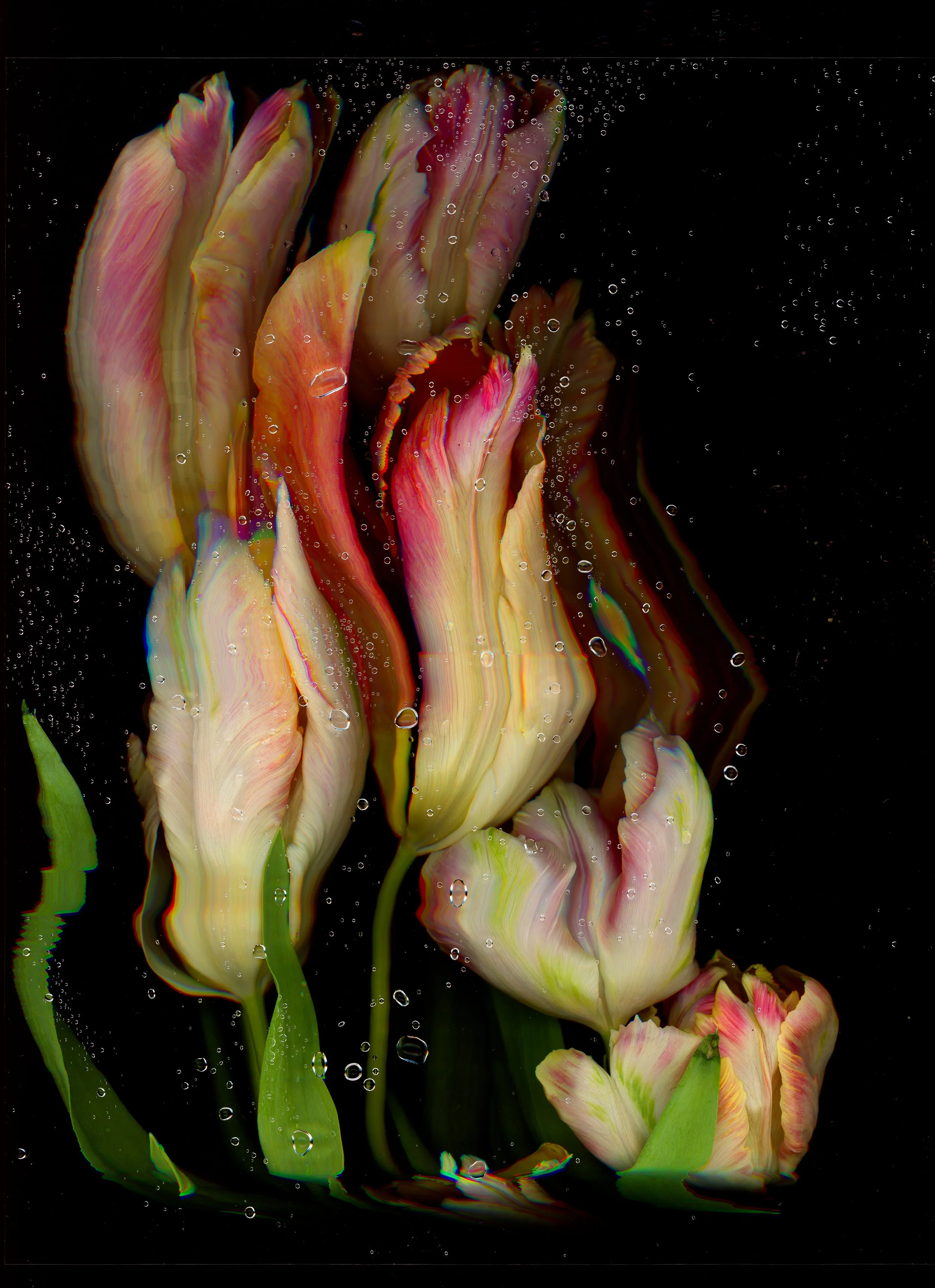 HN-Tulips-7.jpg