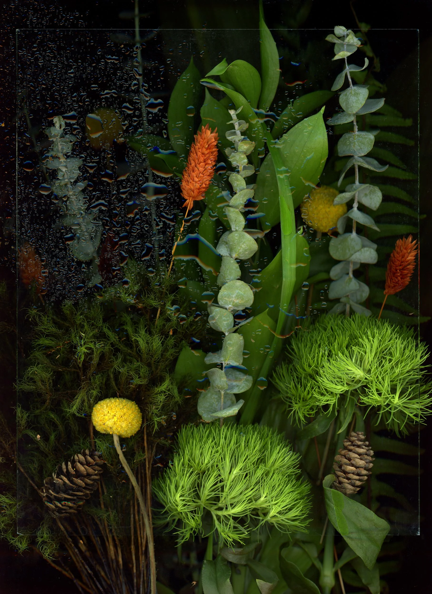 Close-up of various green and yellow plants, including pinecones, moss, and flowers, with water droplets on a glass surface. This image showcases botanicals using the scanography technique.