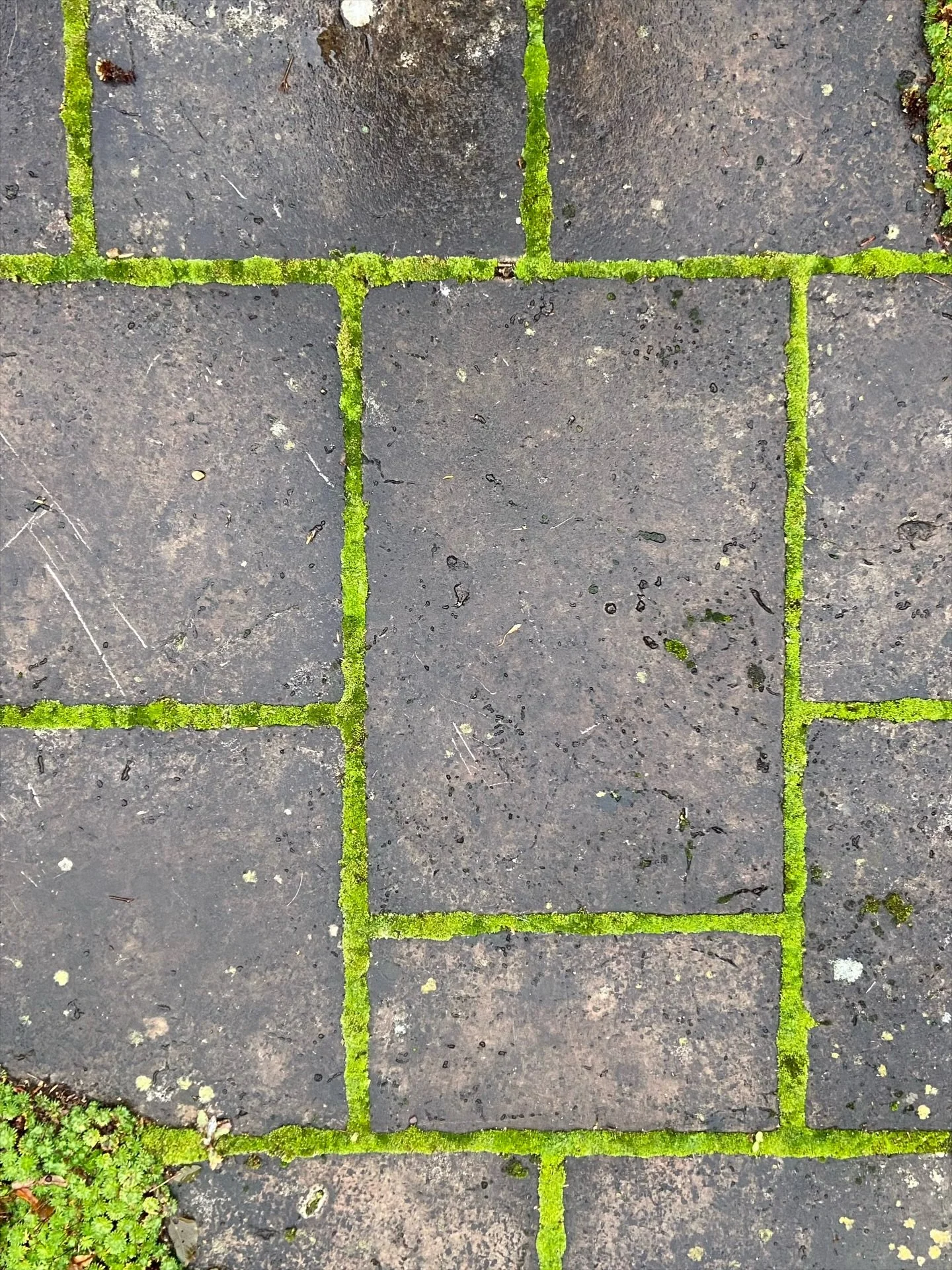 I’ll have my paving pointed with vibrant green moss please.
Little things mean a lot.
#gardendesign #details #moss