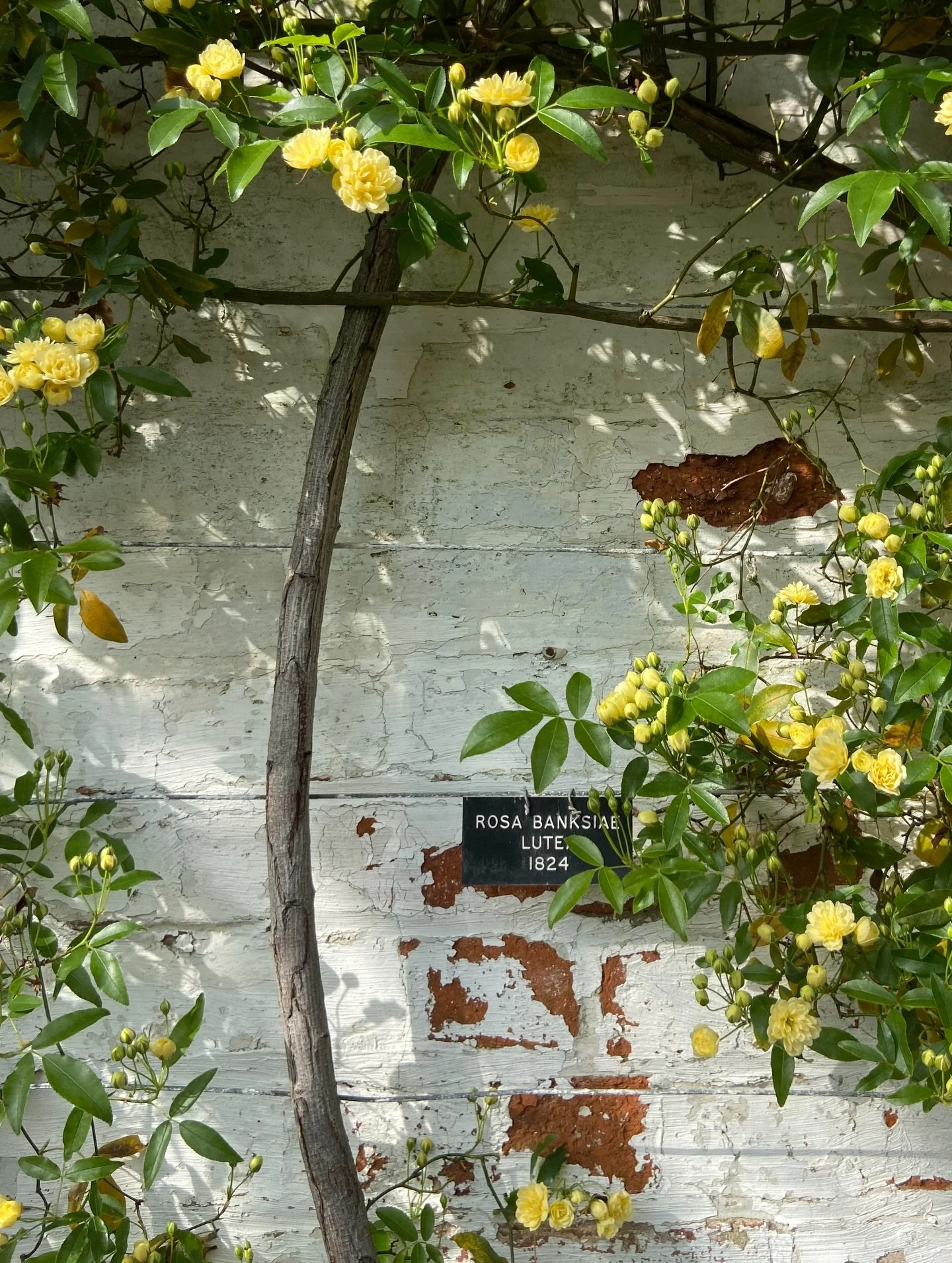 Current companion. What an absolute beauty. 

I love the history of a site that digs deeper than the built environment, the architecture of the house and its style. Considering instead the natural history of its planted heritage - who planted this, w