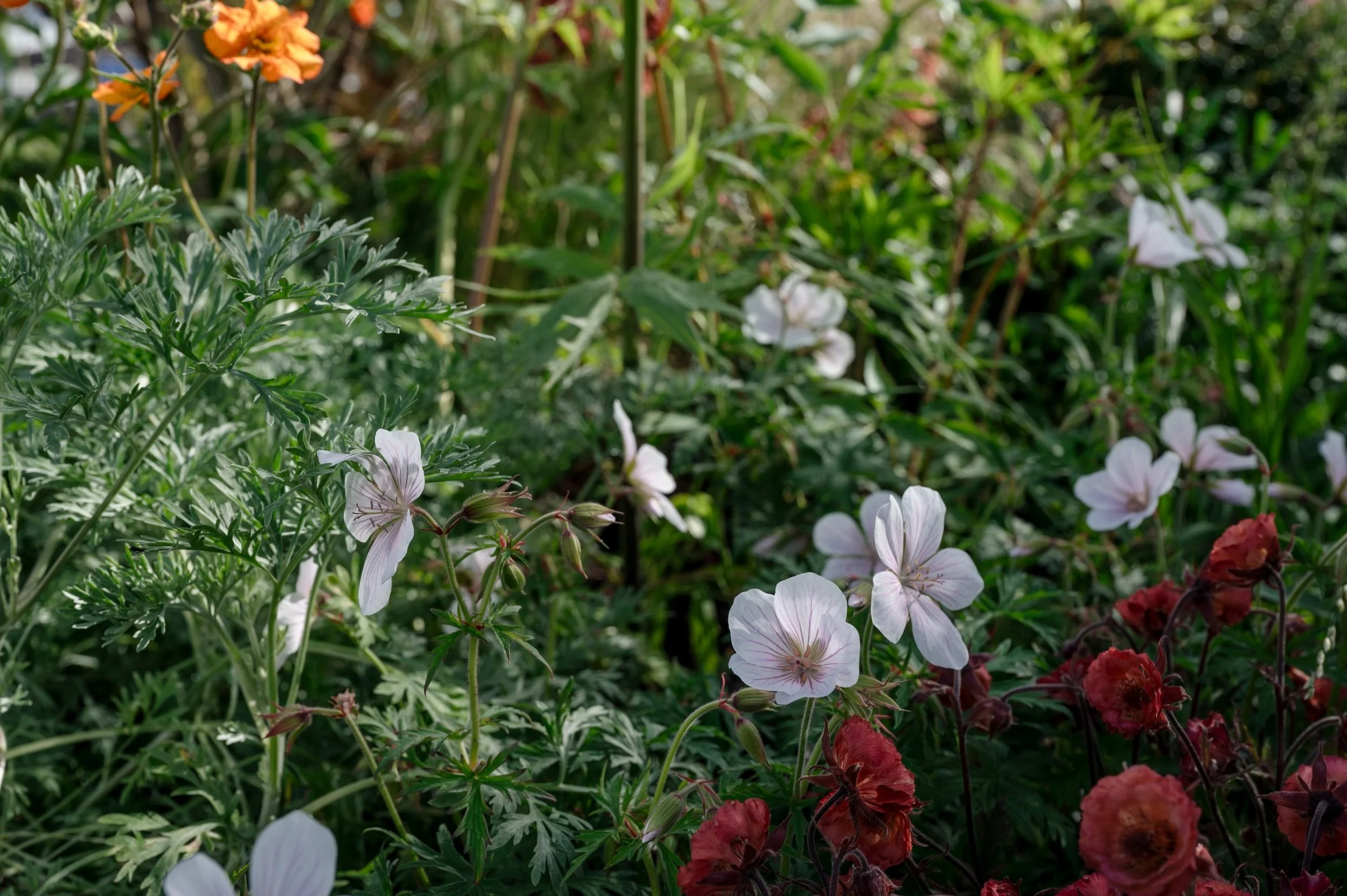 Geranium and Geum