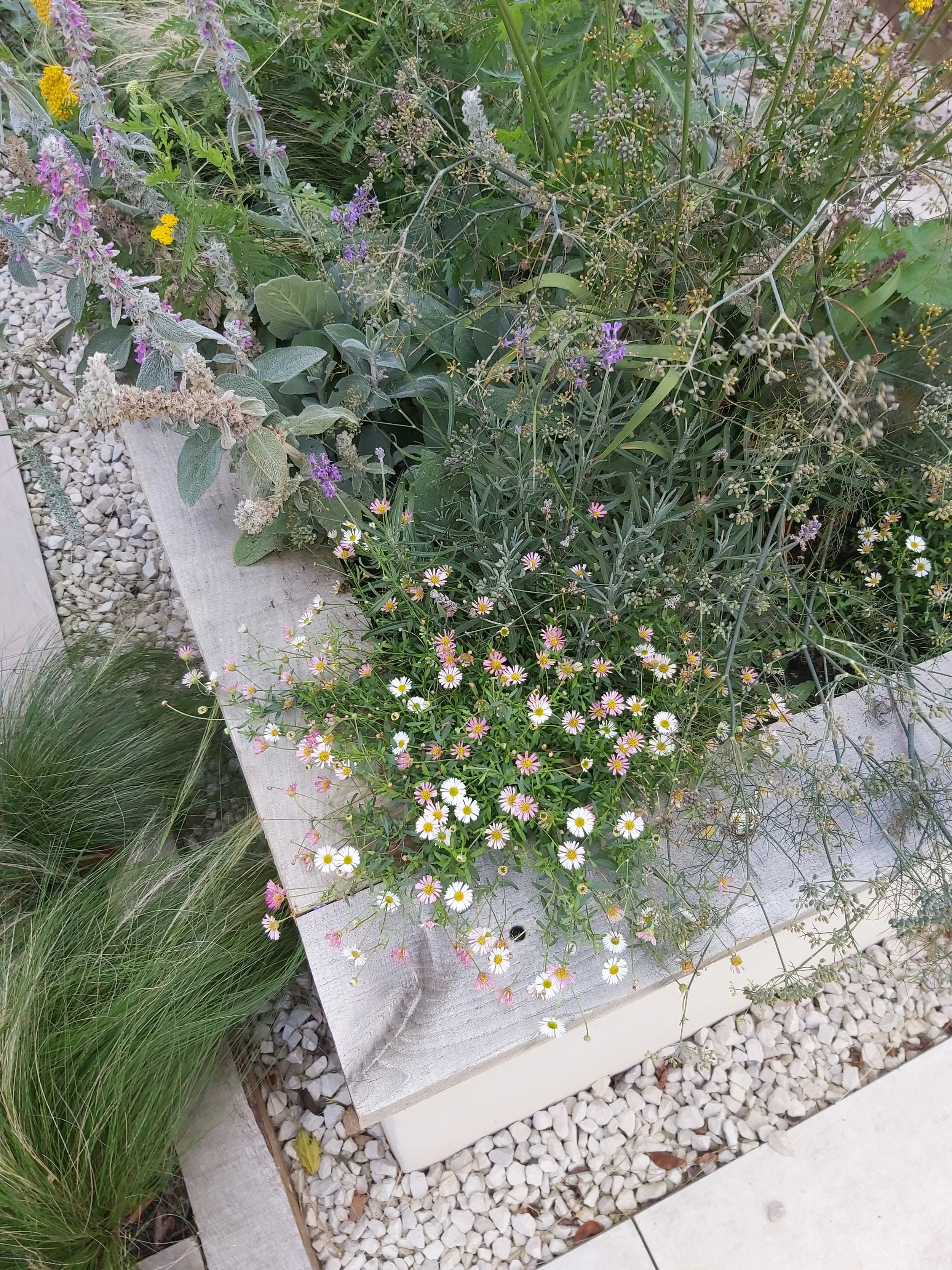 Oak edged planting beds with herbaceous plants