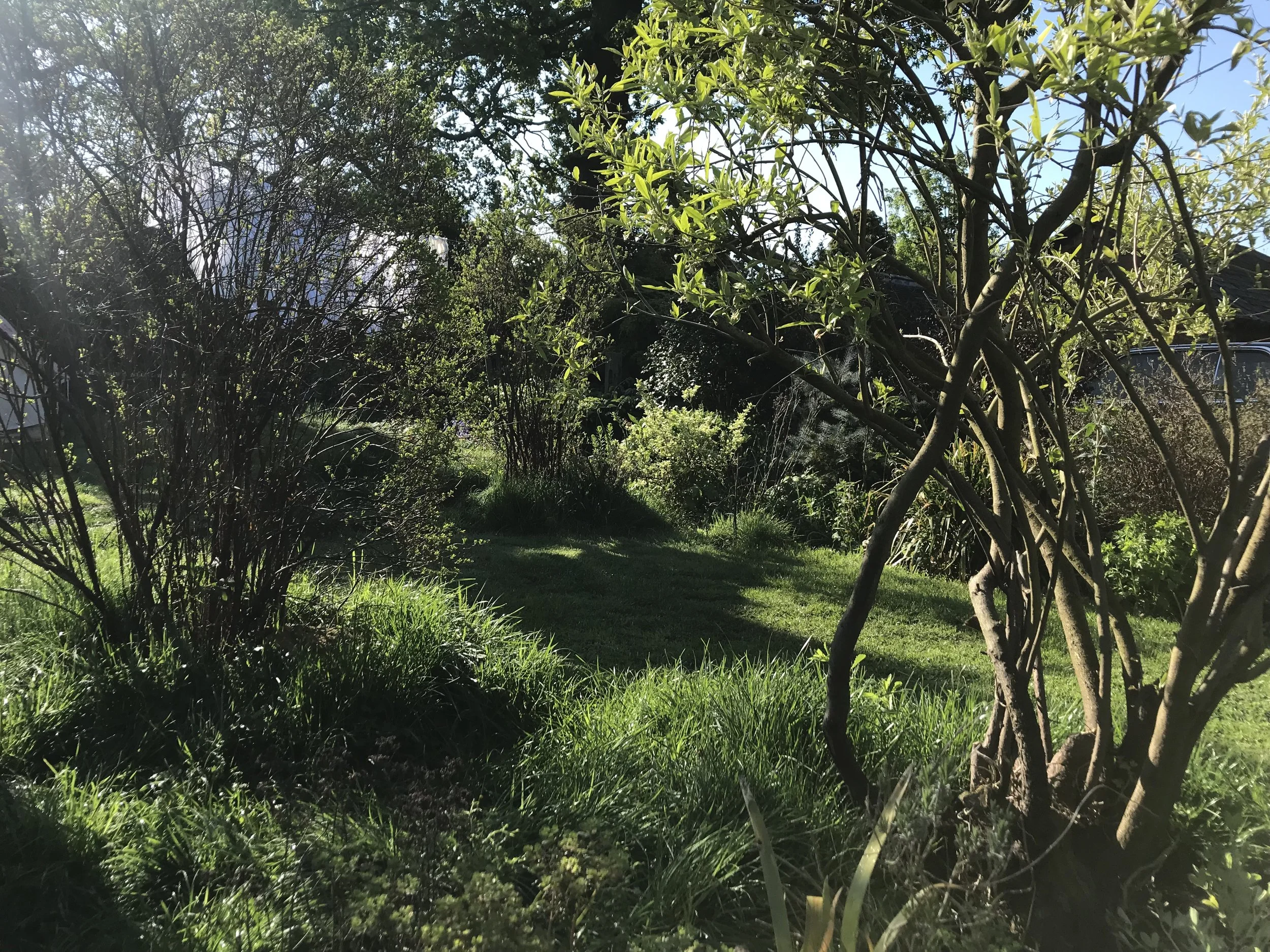 Shrub planting and wild garden