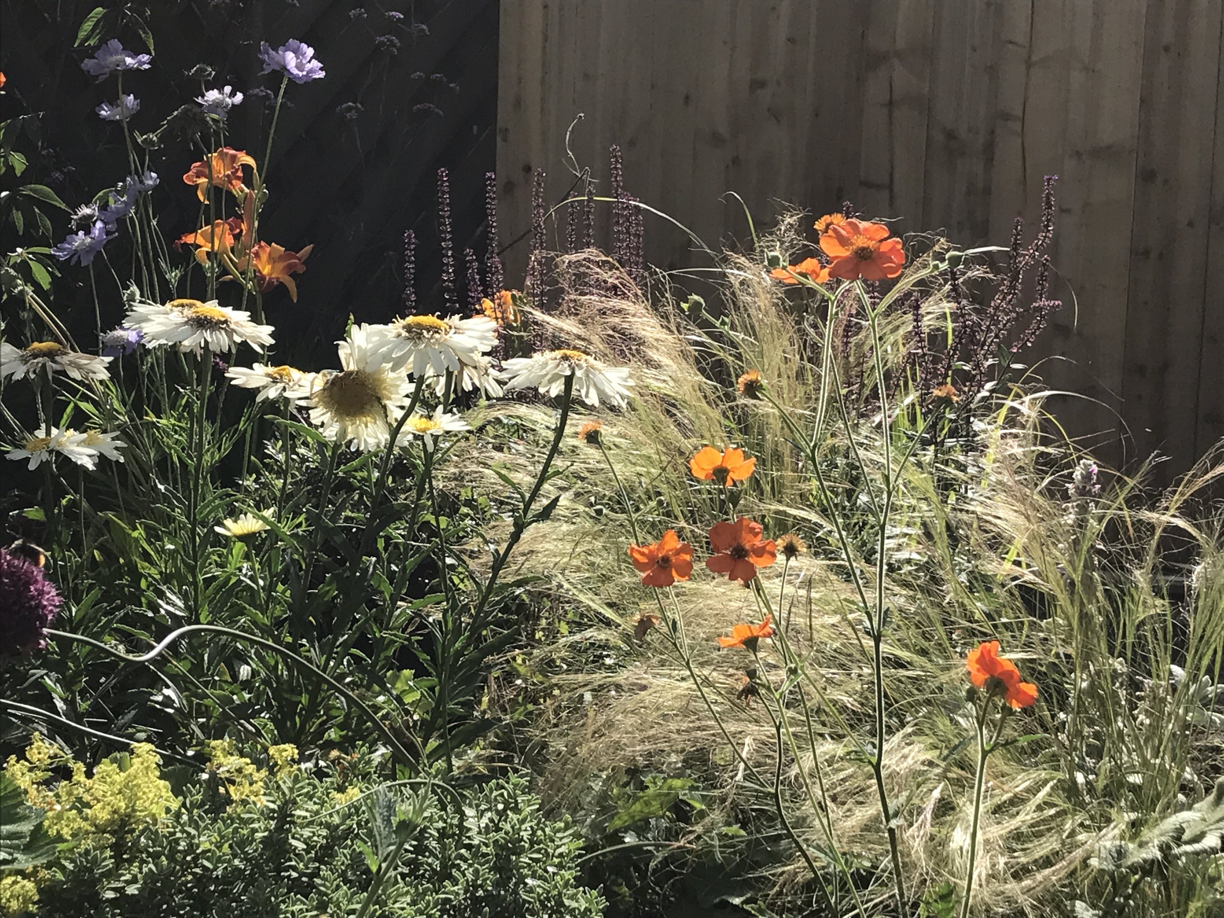 Movement and colour in planting. Close detail slows the eye. Empingham. Rutland