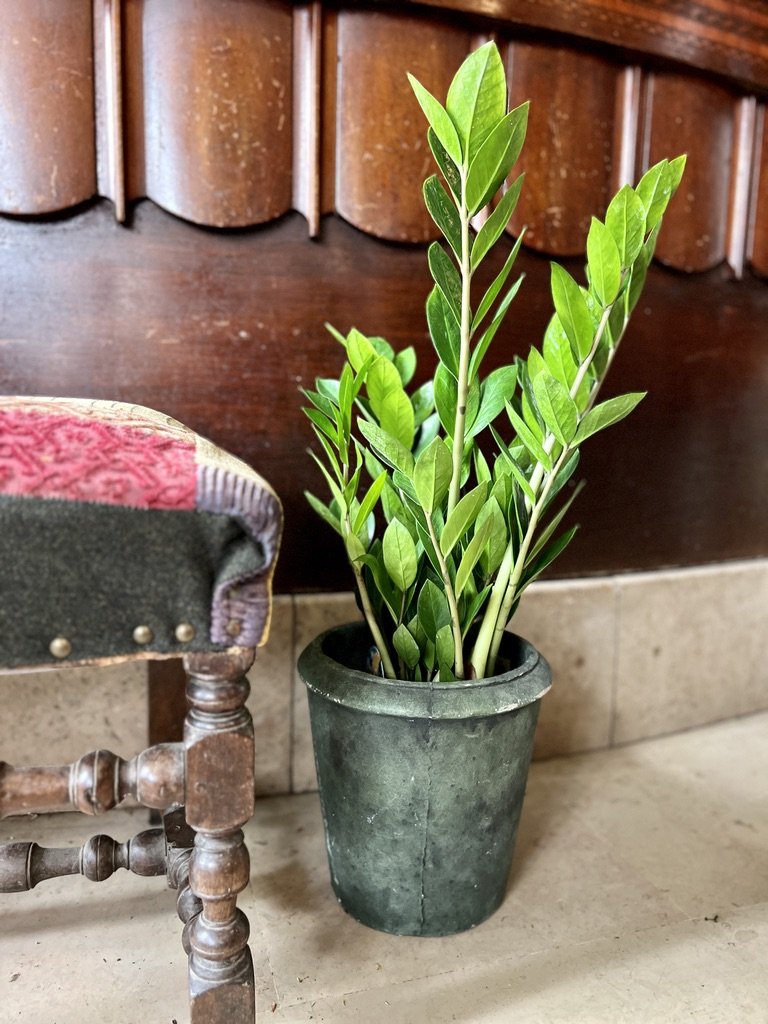 Zamioculcas zamiifolia