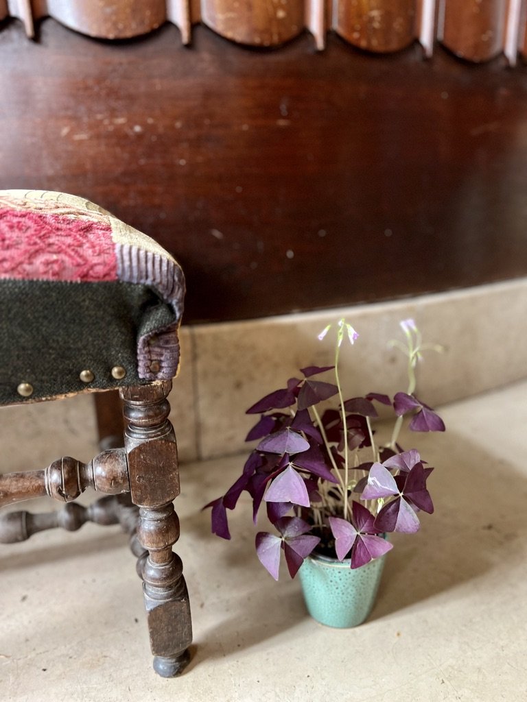 Oxalis