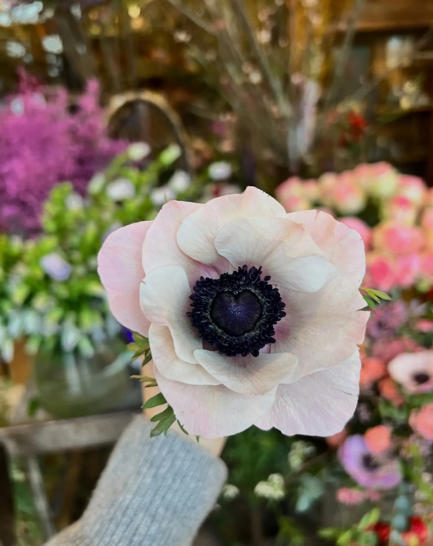 Heart shaped anemone heart, just in time for Valentine&rsquo;s Day🤍
