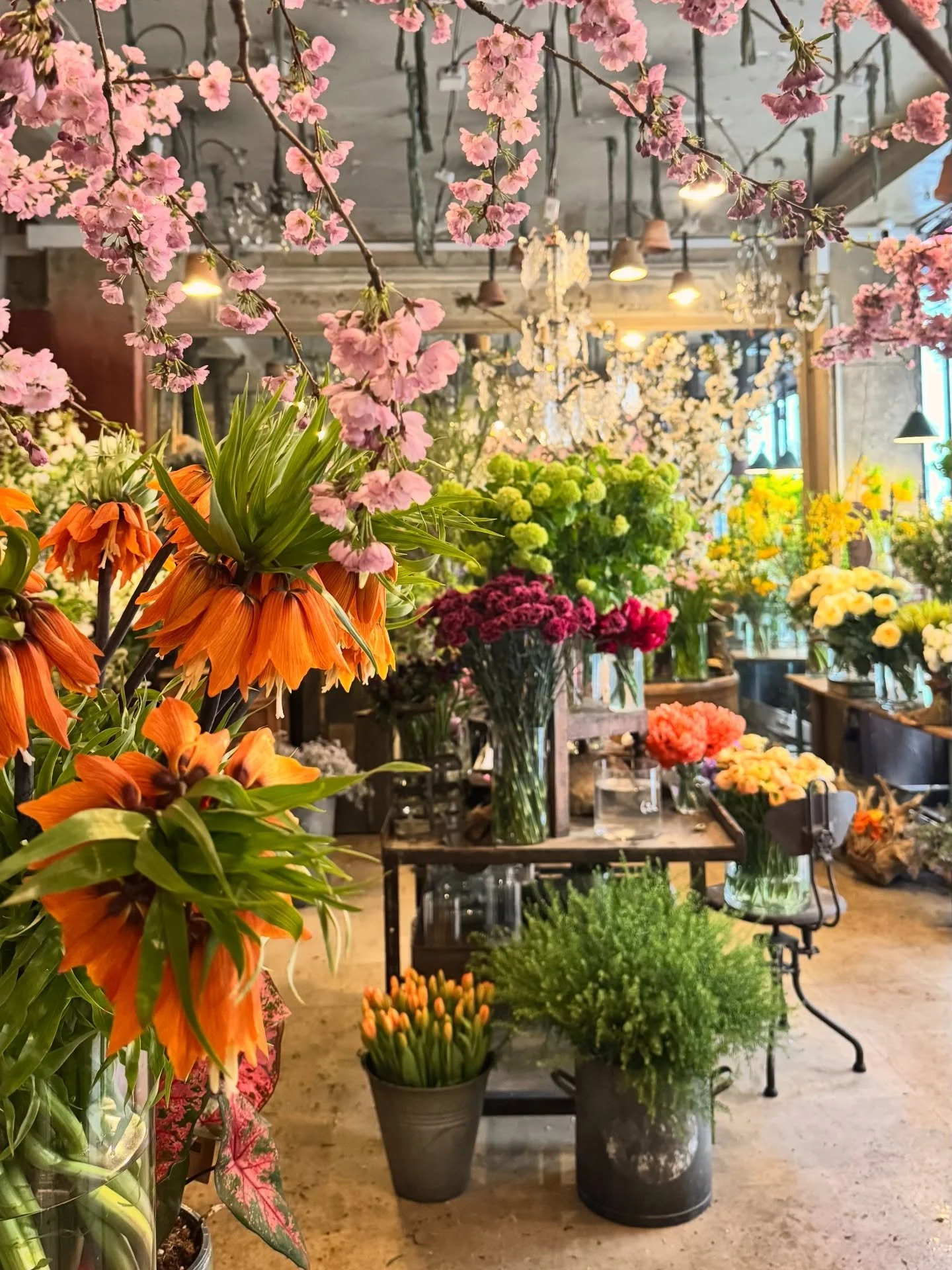 First frittilarias are coming 🌿