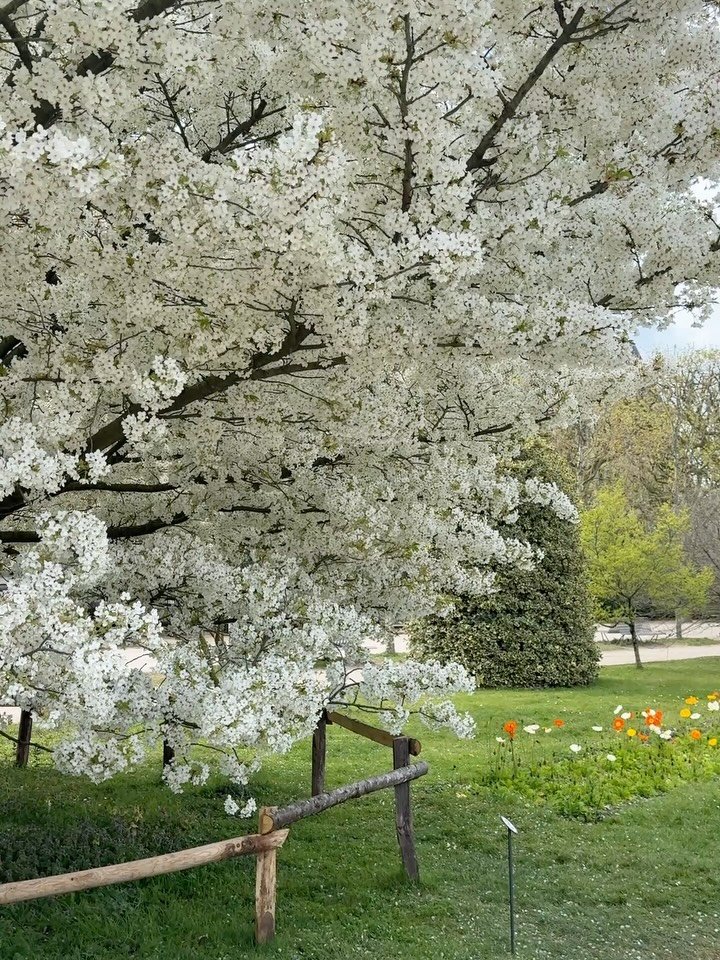 It&rsquo;s the season of blossoming branches, from the beautiful parks of Paris to the inside of our little shop! 🌸