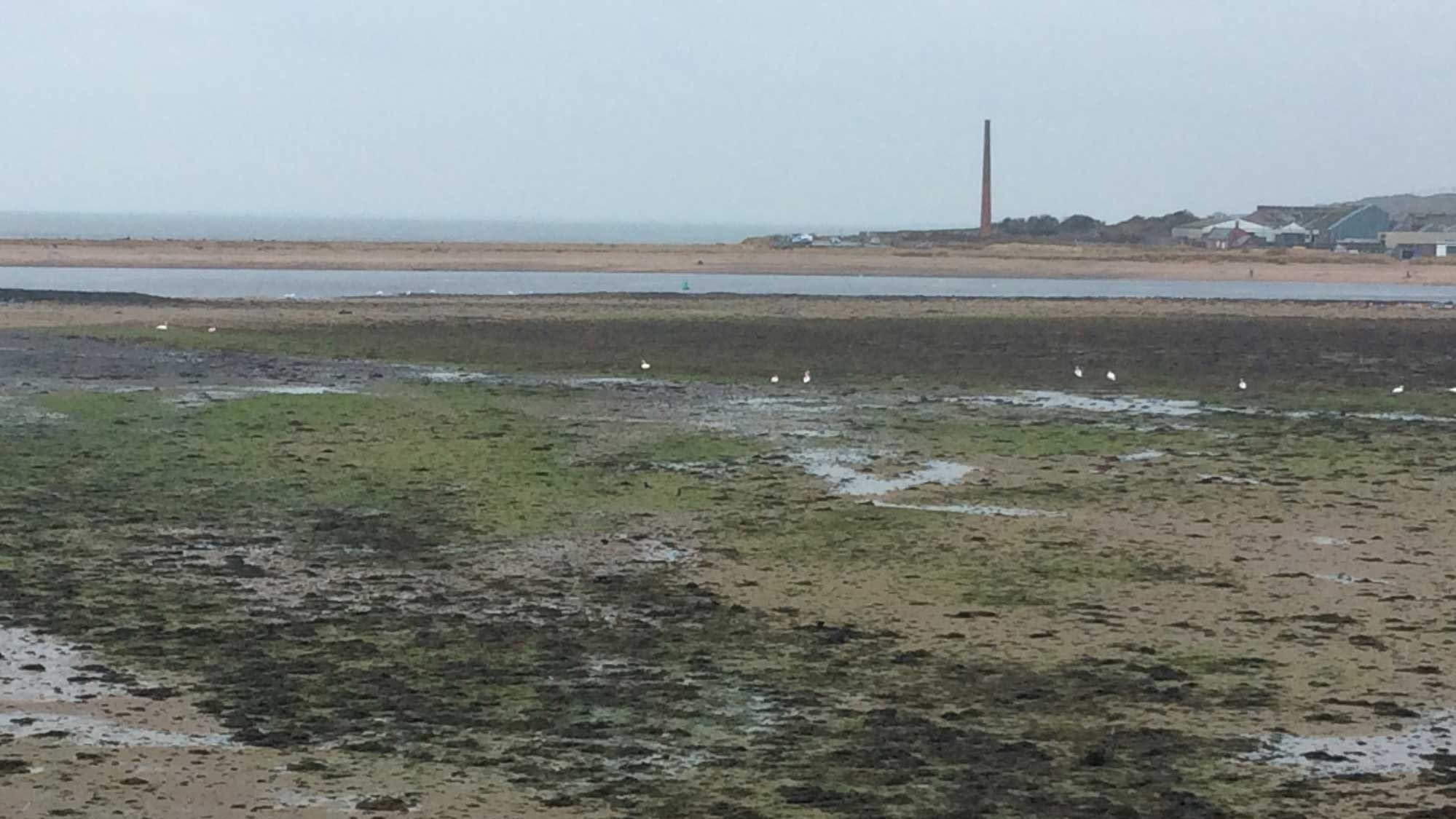 Algae Monitoring Update Meeting
