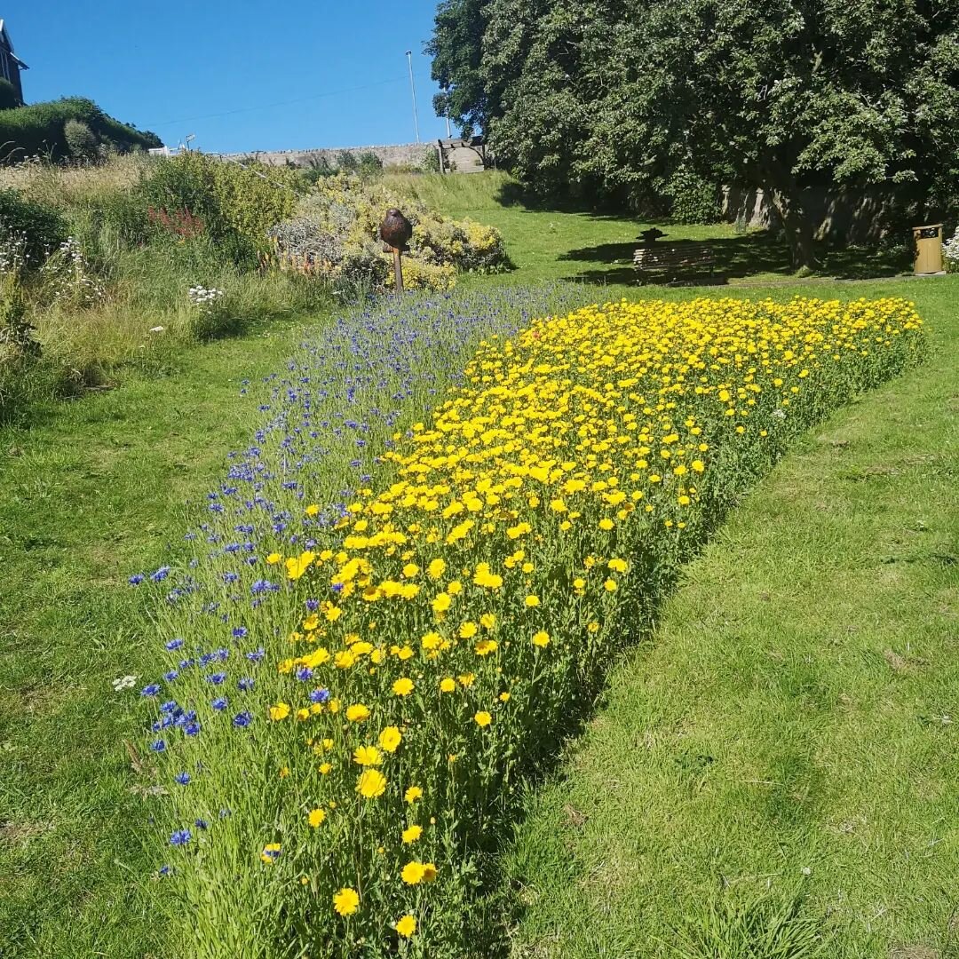 The new Ukrainian Solidarity flowerbed in Coronation Park is looking wonderful! Have you seen it?