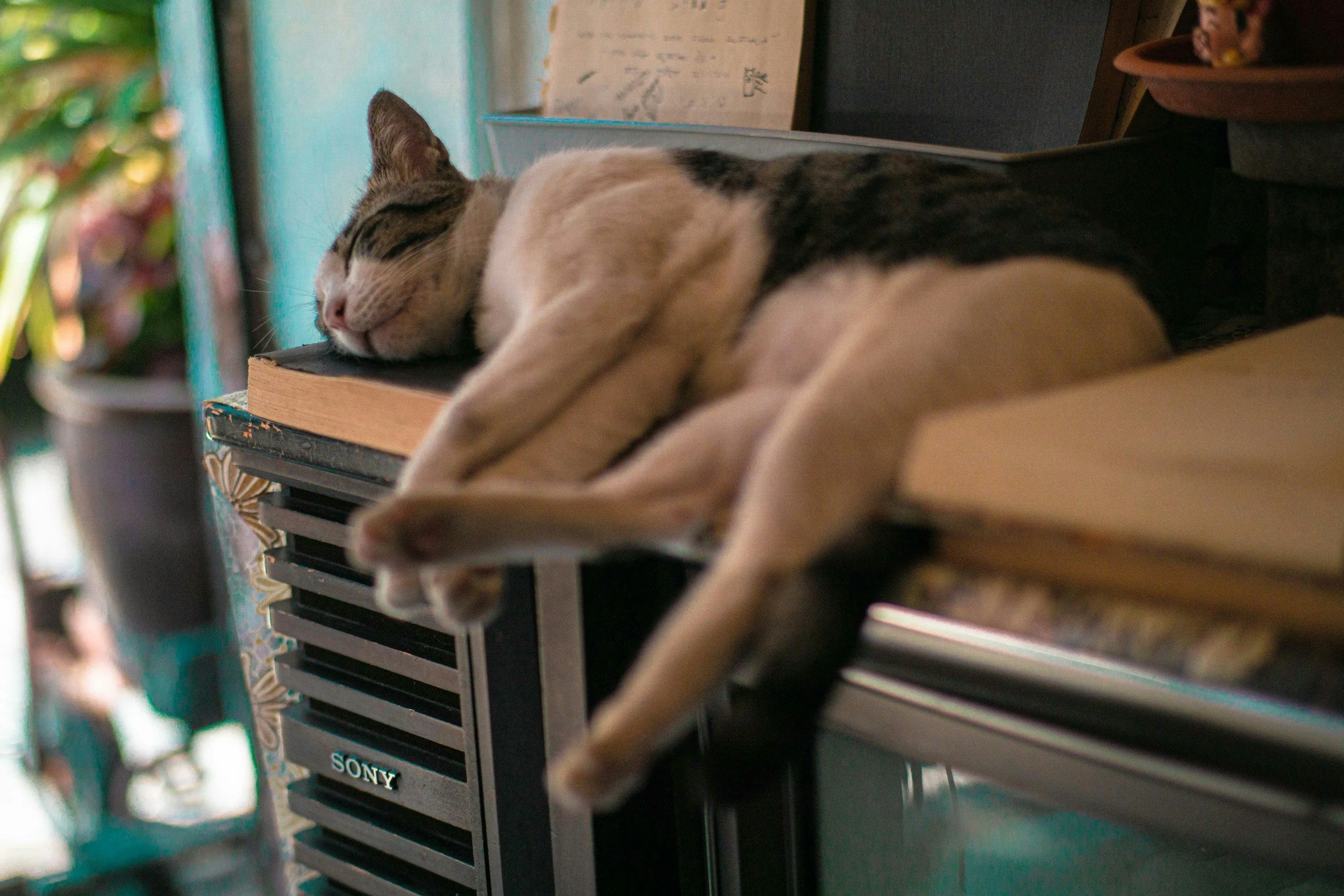 21 of the best places to travel with pets in Malaysia