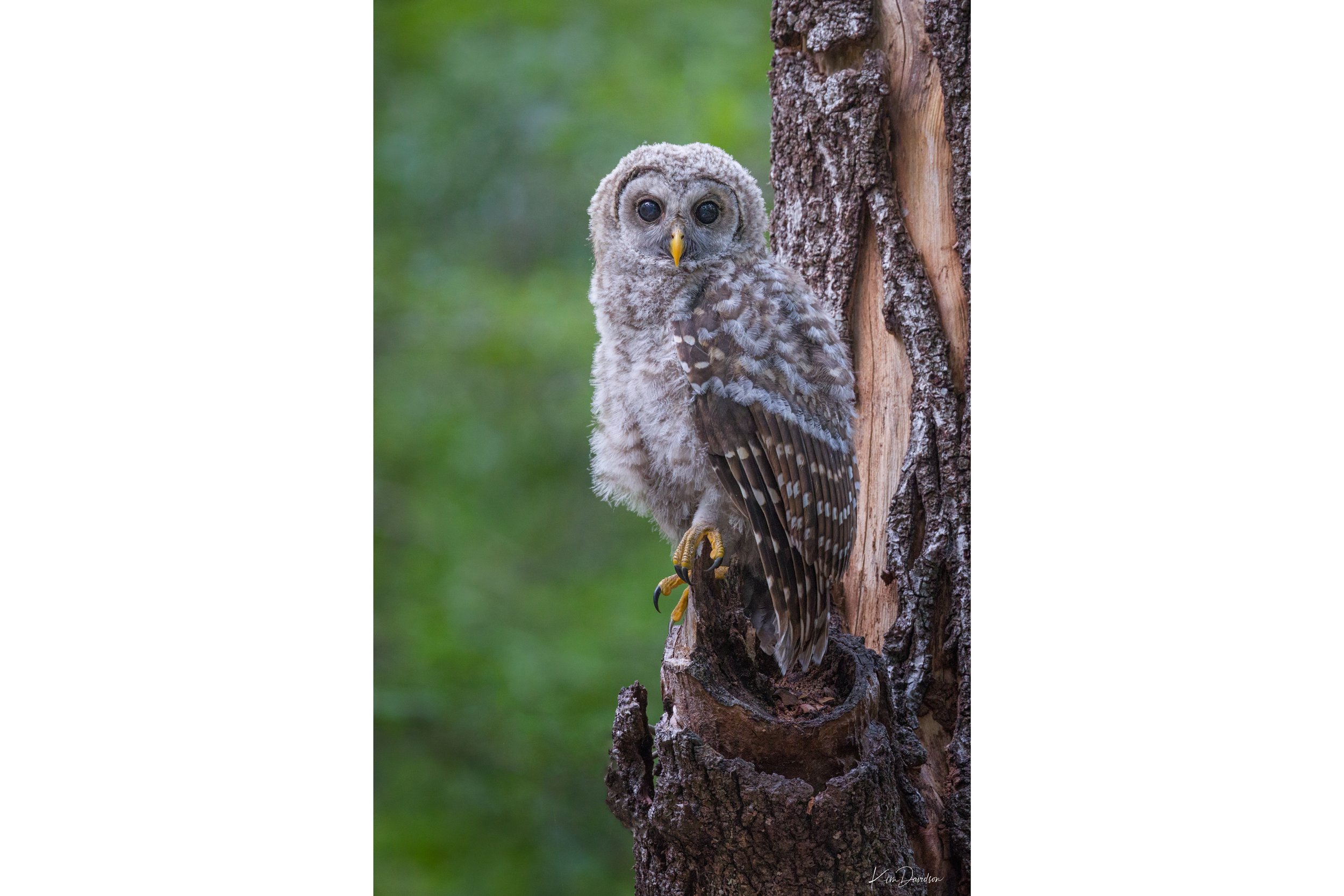 Looking At You: 13" x 19" print
