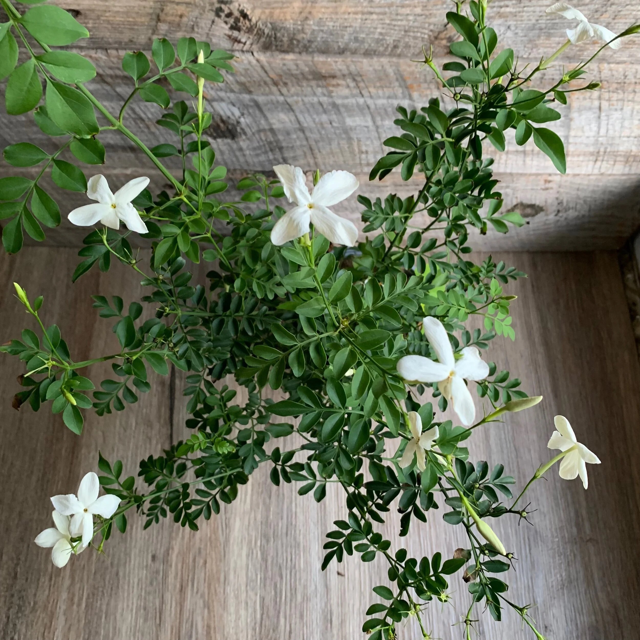 Jasmine - Multiple Varieties