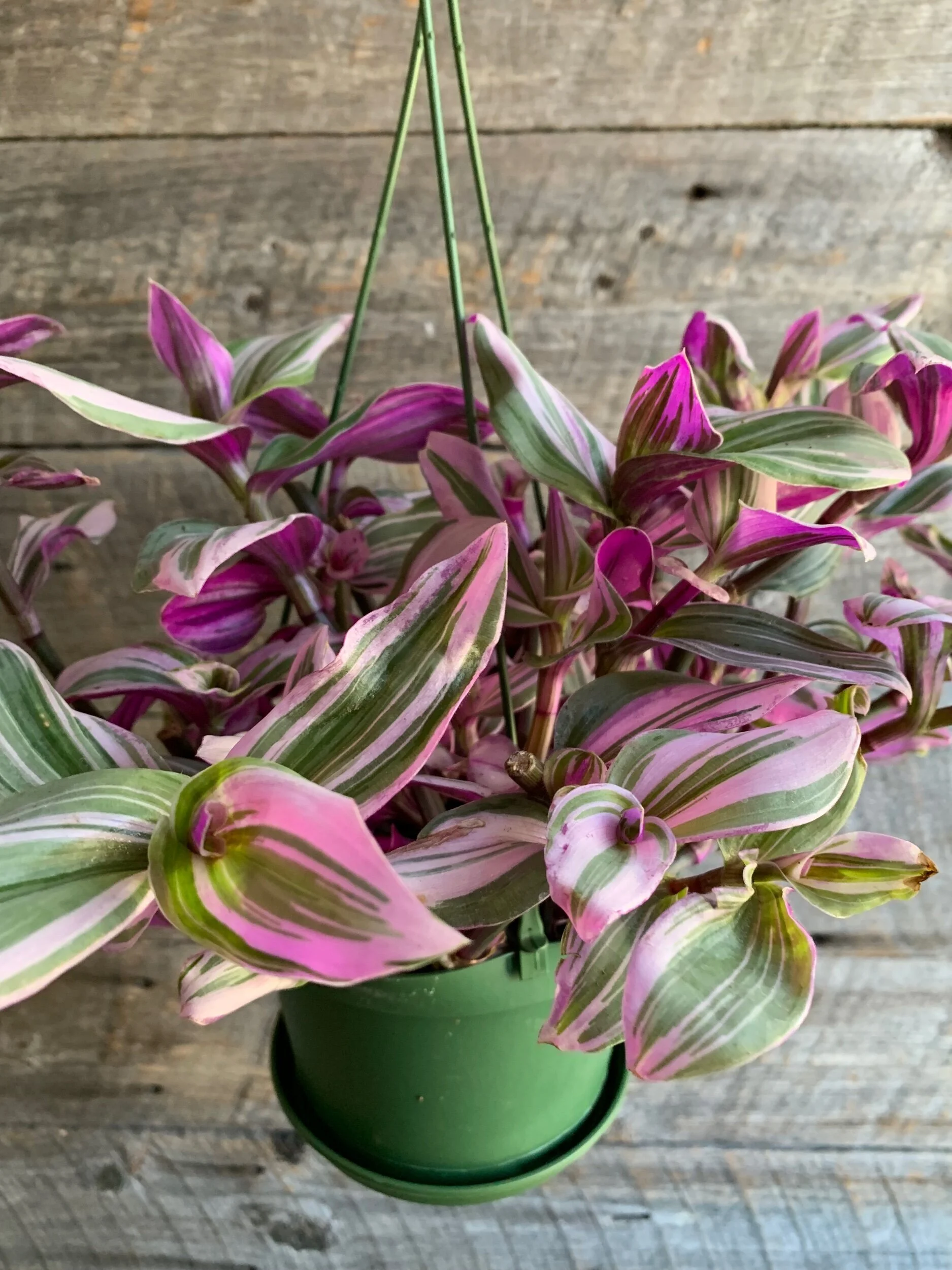 Tradescantia - Nanouk aka Bubblegum (Wandering Dude)