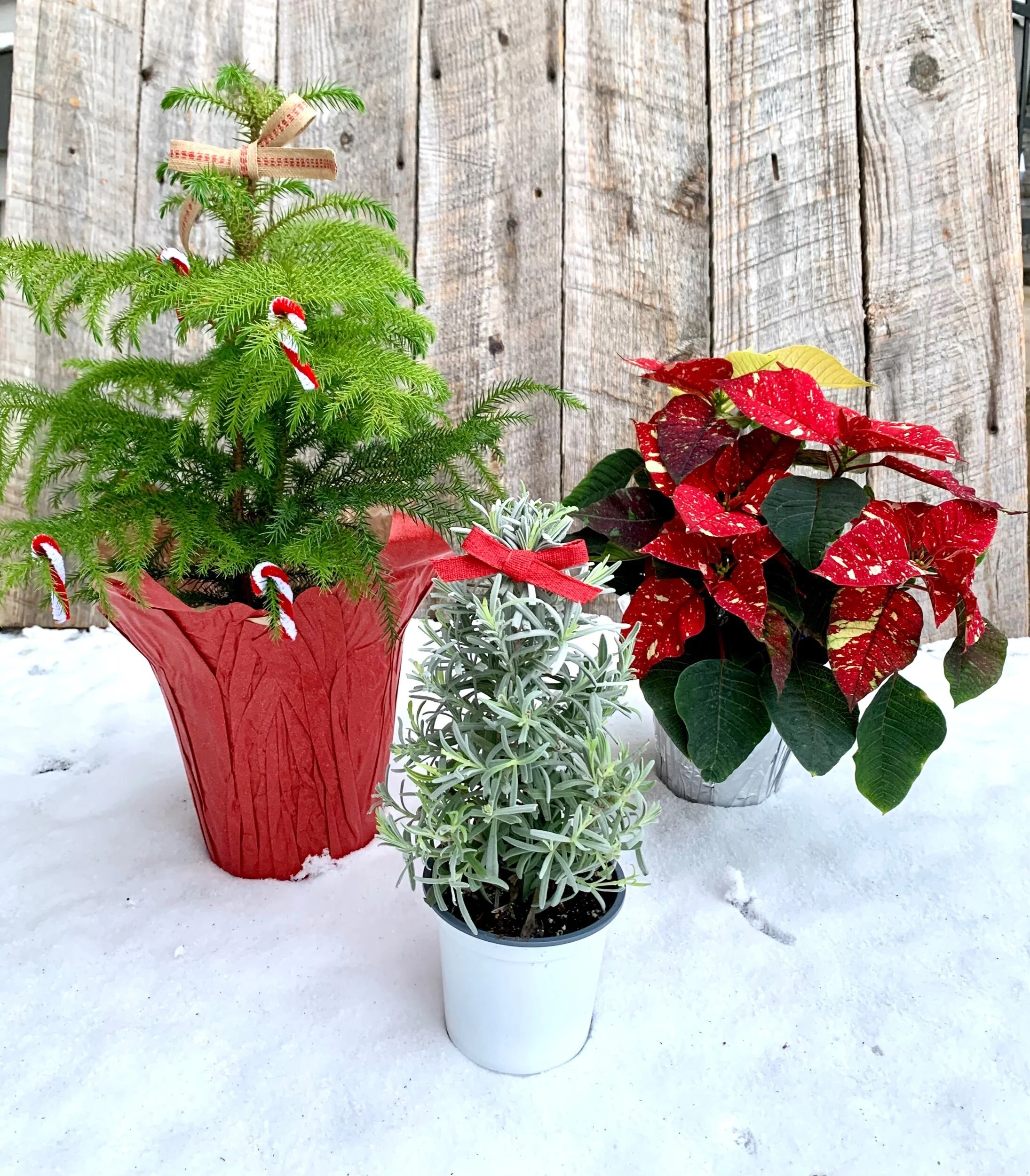 115AA5FF-E762-496A-8B00-15954177588B