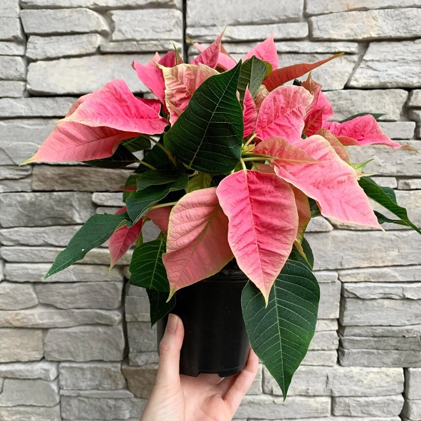 F4DBE8A7-29F7-4DAB-9BA8-84A19AF80AE8