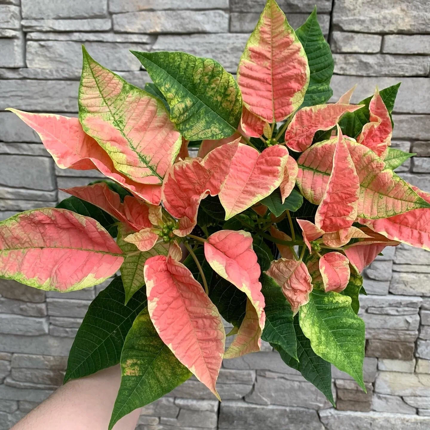 3FB8E41C-C485-48FE-8462-E15D98865E92