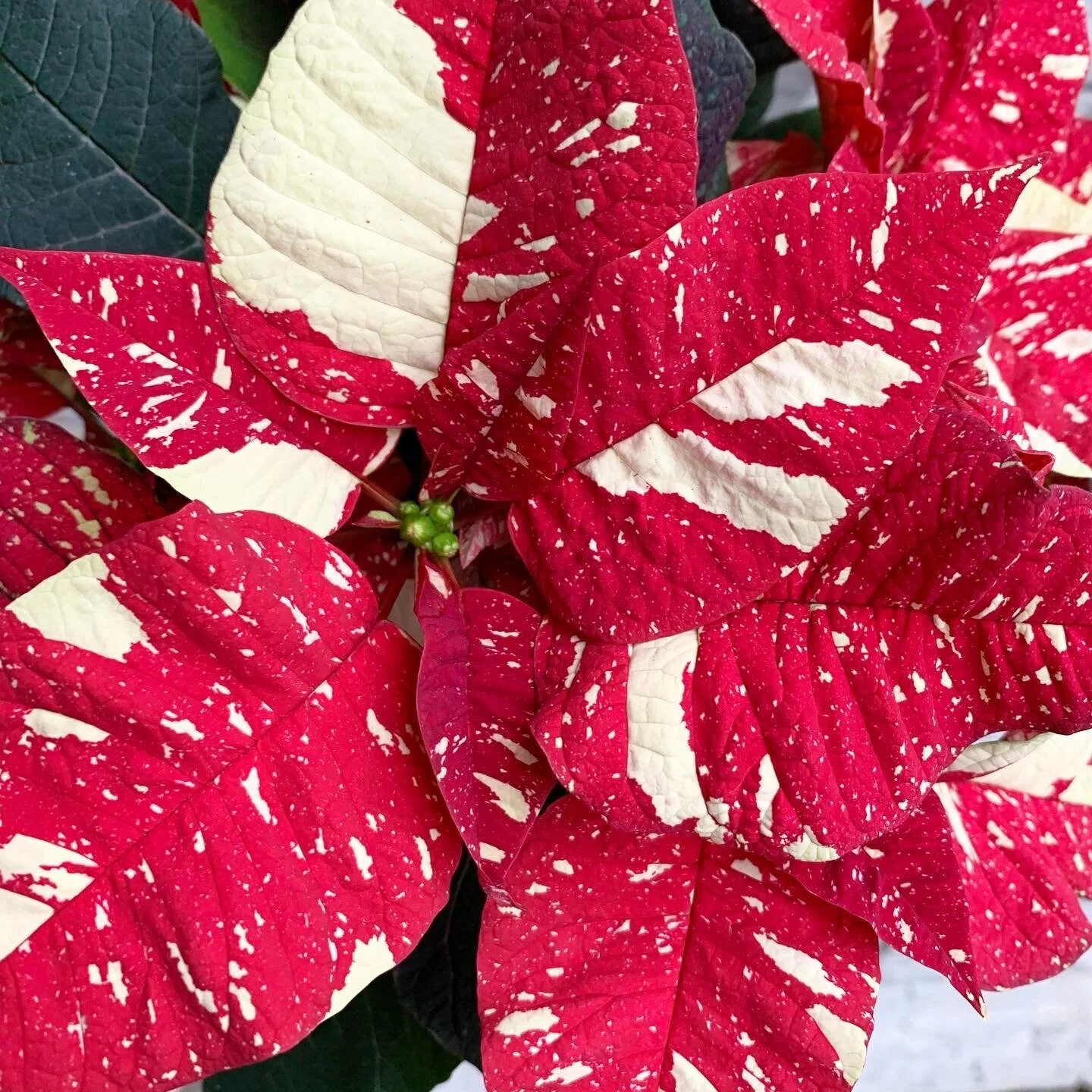 50E08D43-3C5E-4B7D-8898-FC5A63D1E2C8