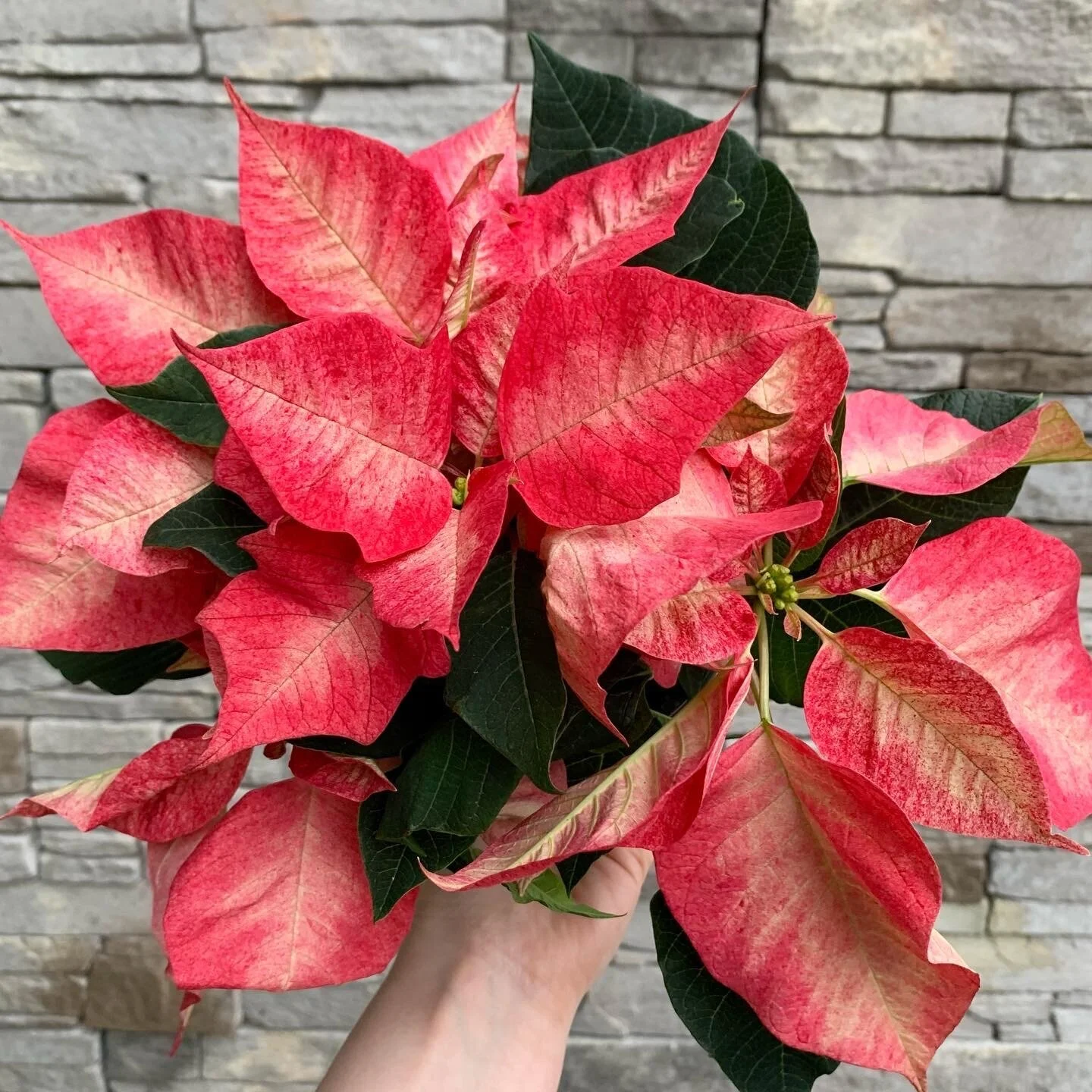 F6203C41-937A-4C88-A12D-413B2E766F18