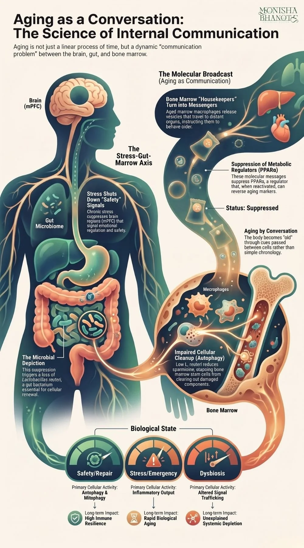 Dr. Monisha Bhanote infographic explaining the brain–gut–bone marrow connection and healthy aging.