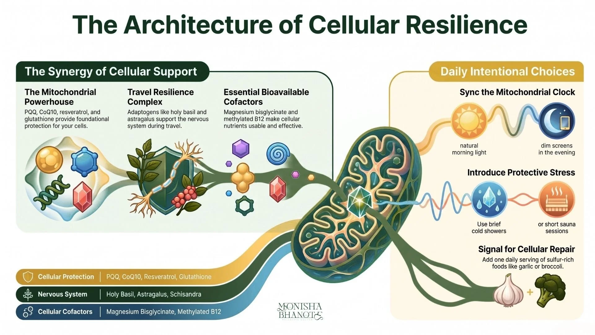 Dr. Monisha Bhanote infographic on cellular resilience and mitochondrial health.
