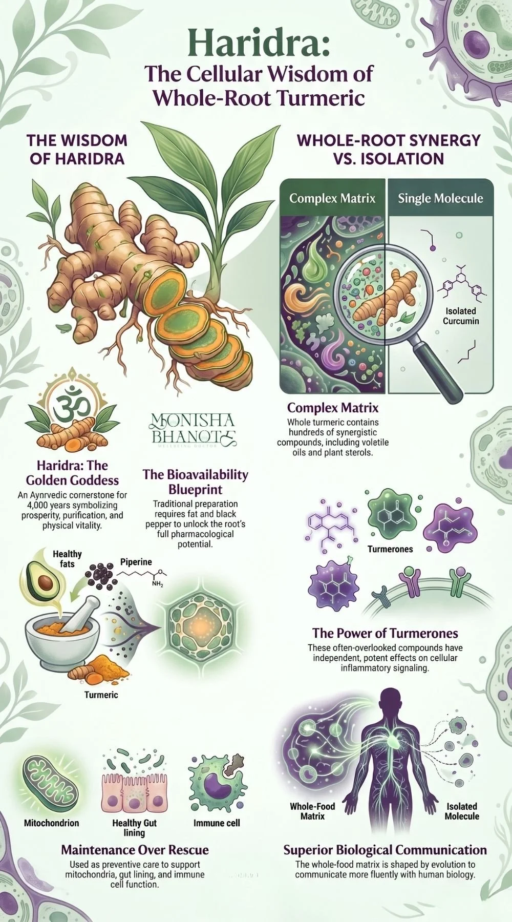 Infographic about The Cellular Wisdom of Whole-Root Turmeric By Dr. Monisha Bhanote