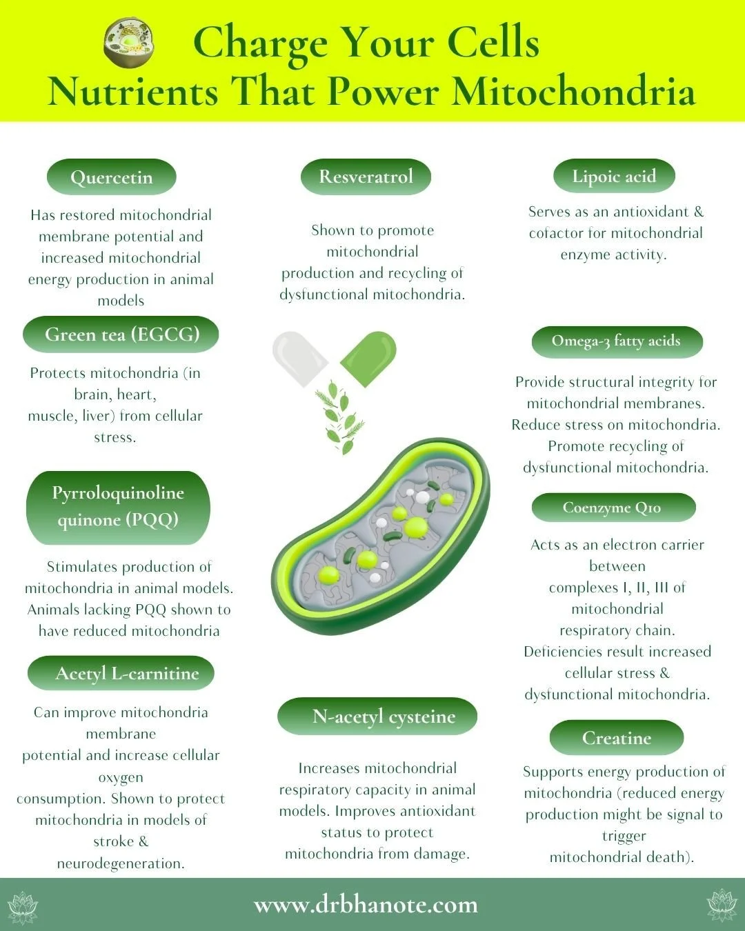 ⚡️ Charge Your Cells: Nutrients That Power Your Mitochondria
Your mitochondria are more than energy producers — they’re the conductors of cellular vitality, influencing everything from brain clarity to muscle strength to longevity.
