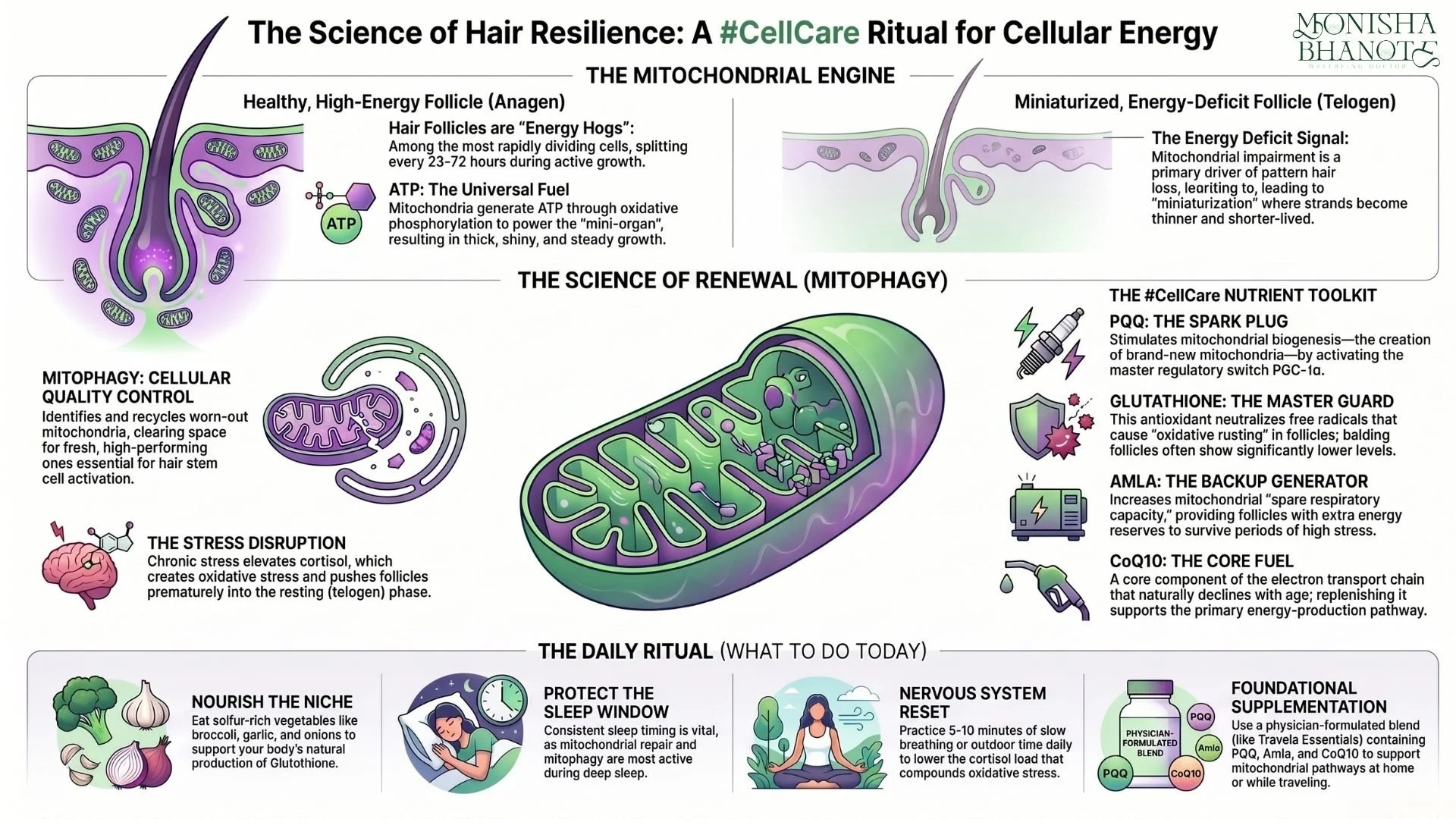 Dr. Monisha Bhanote infographic explaining how mitochondrial health, mitophagy, stress, and cellular energy influence hair growth and hair loss.