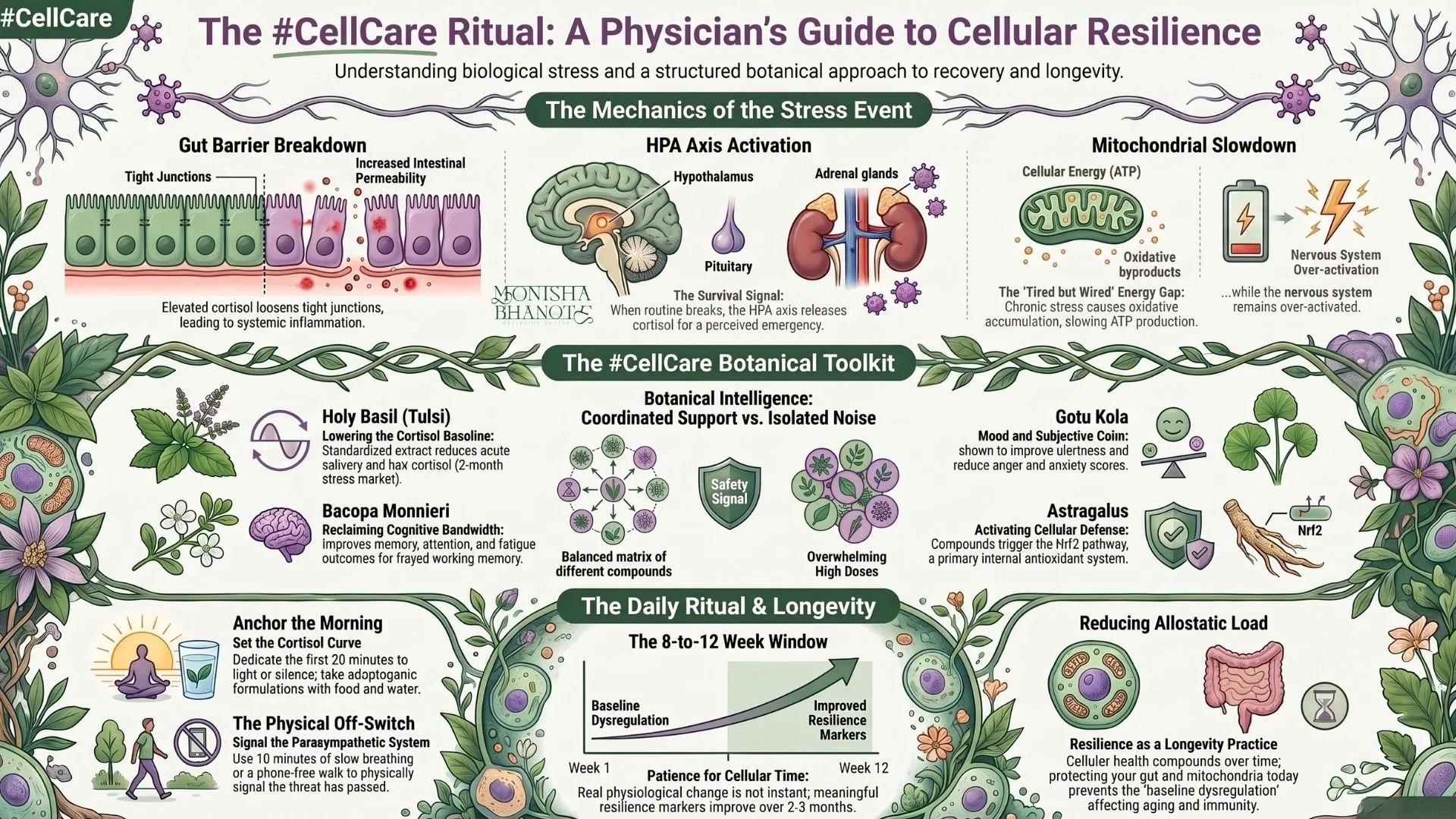 Dr. Monisha Bhanote’s #CellCare infographic explaining how stress affects the gut, HPA axis, mitochondria, and how botanical rituals support cellular resilience and longevity.