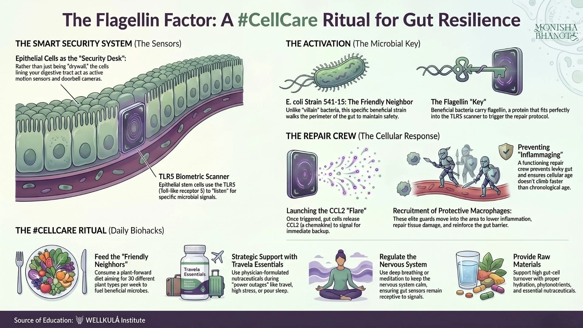 Dr. Monisha Bhanote-inspired infographic explaining the “Flagellin Factor,” showing how gut sensors, beneficial microbes, immune repair cells, and #CellCare rituals support gut resilience, inflammation repair, and longevity.