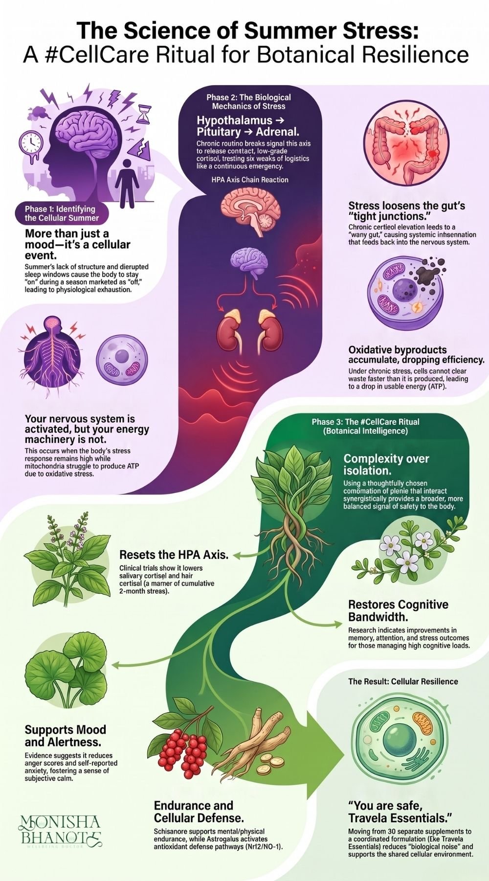 illustrating how summer stress affects the nervous system, gut, HPA axis, and cellular health