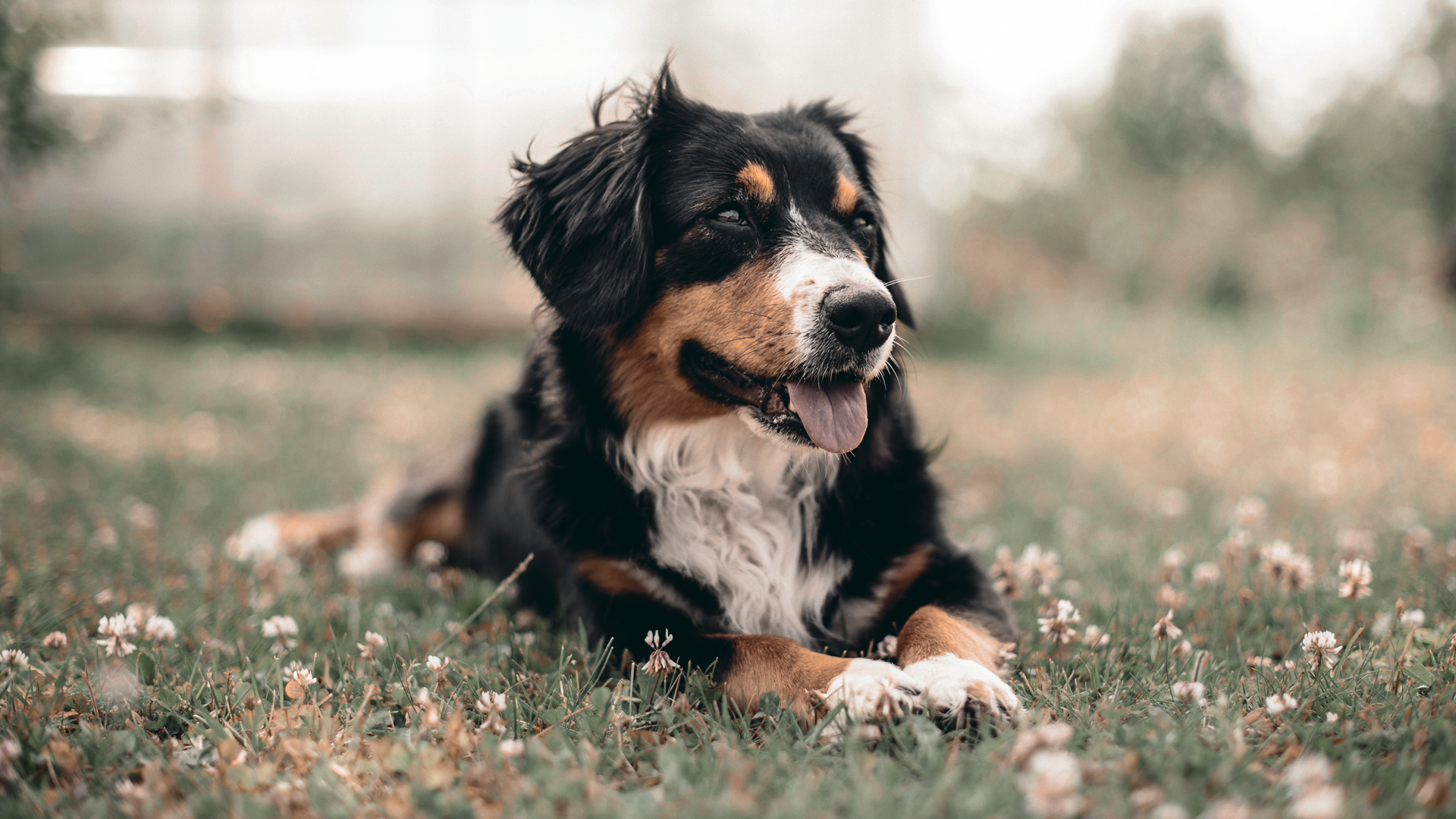 Dog resting on a community lawn area