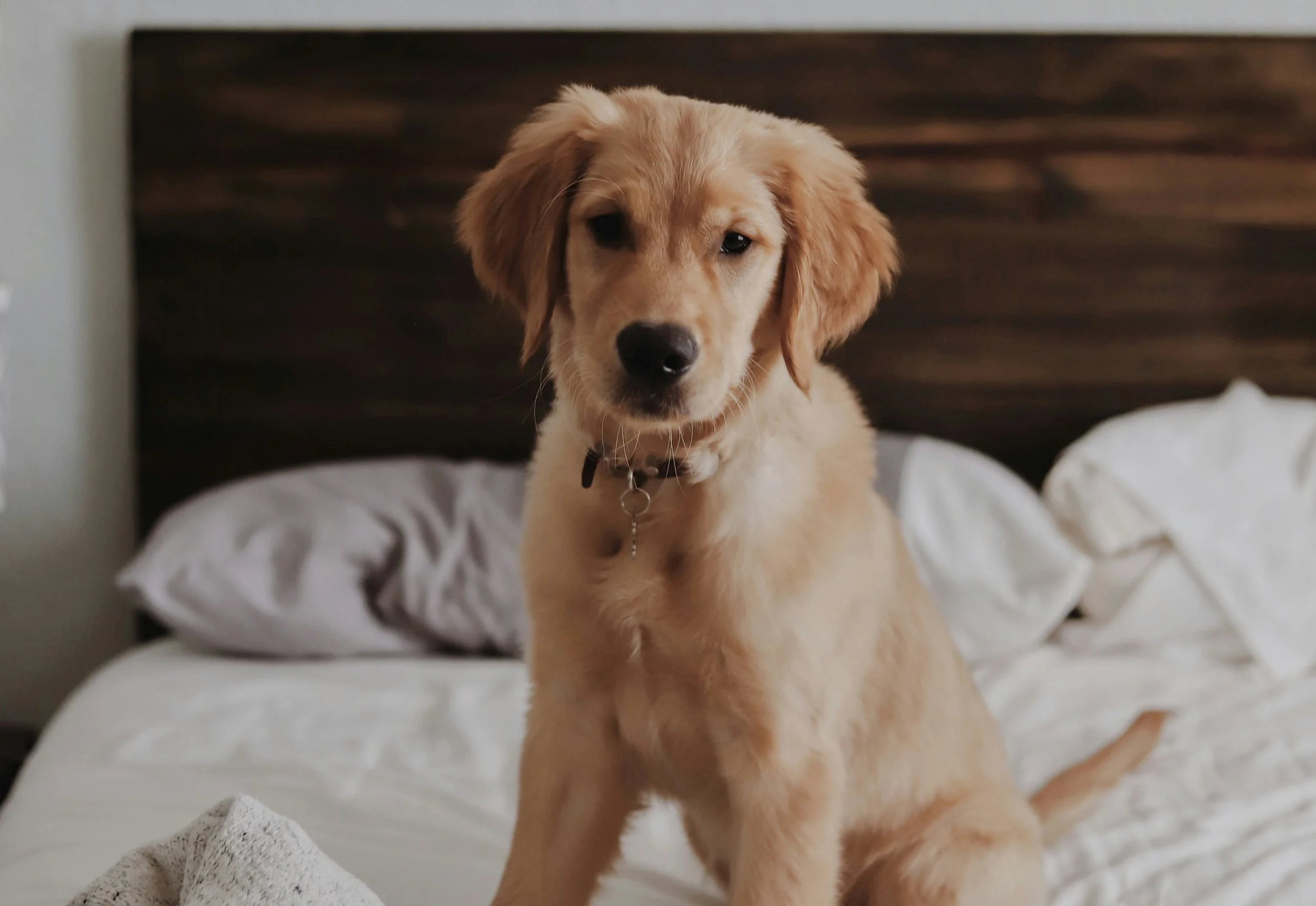 Why Developers, Builders &amp; HOAs Should Plan Dog Waste Stations Early