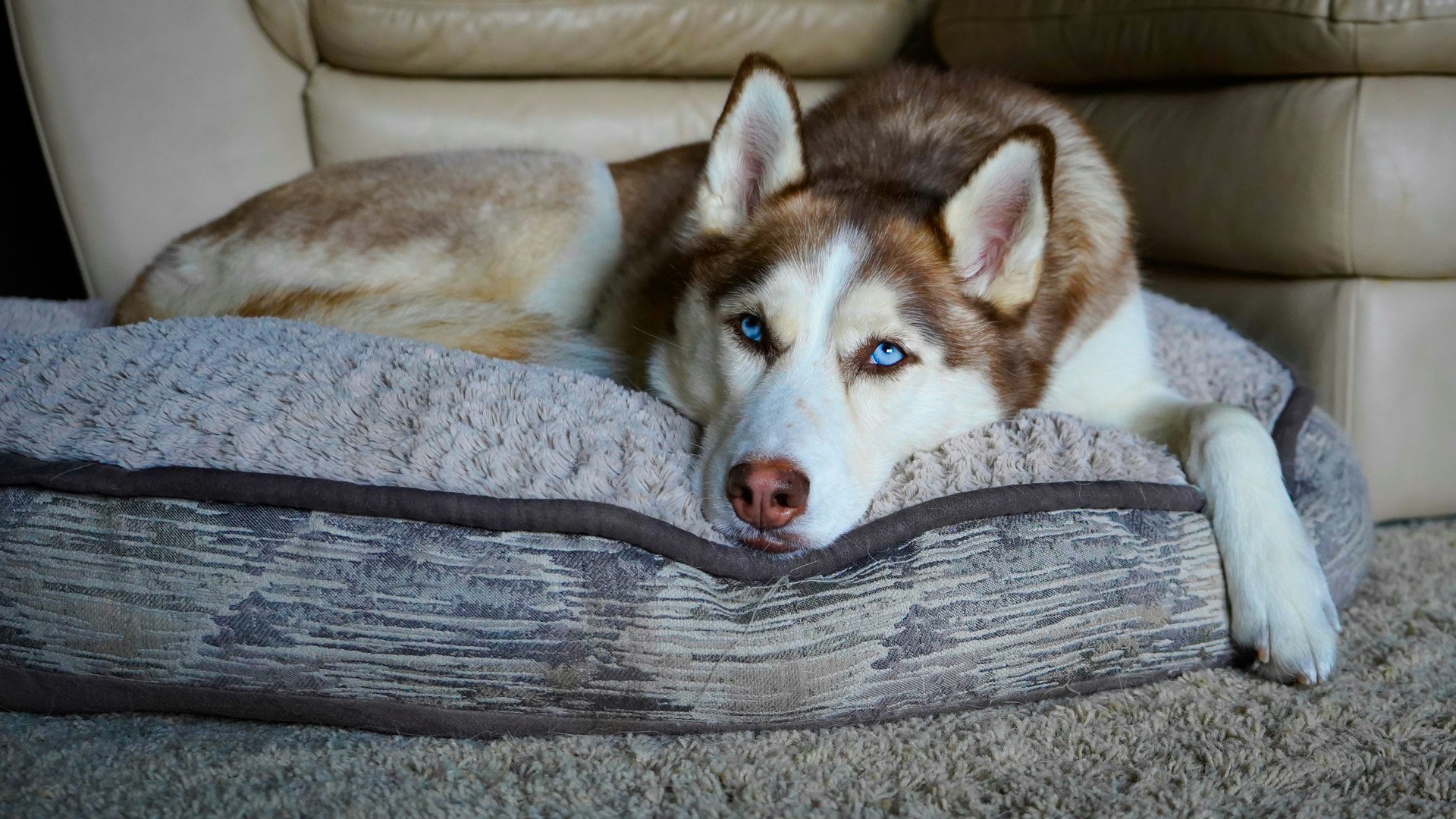 Husky resting on a dog bed inside a home