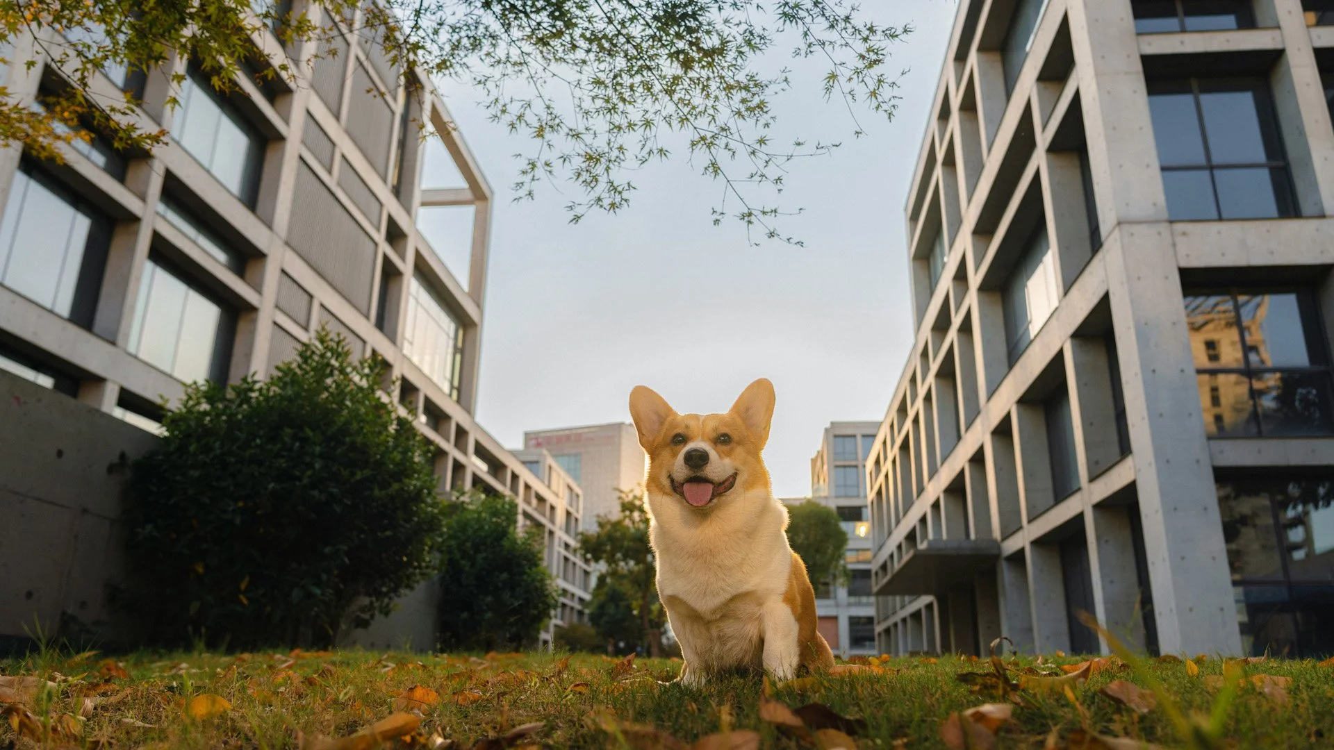 Dog sitting on a green lawn between buildings in a new construction community in Charlotte